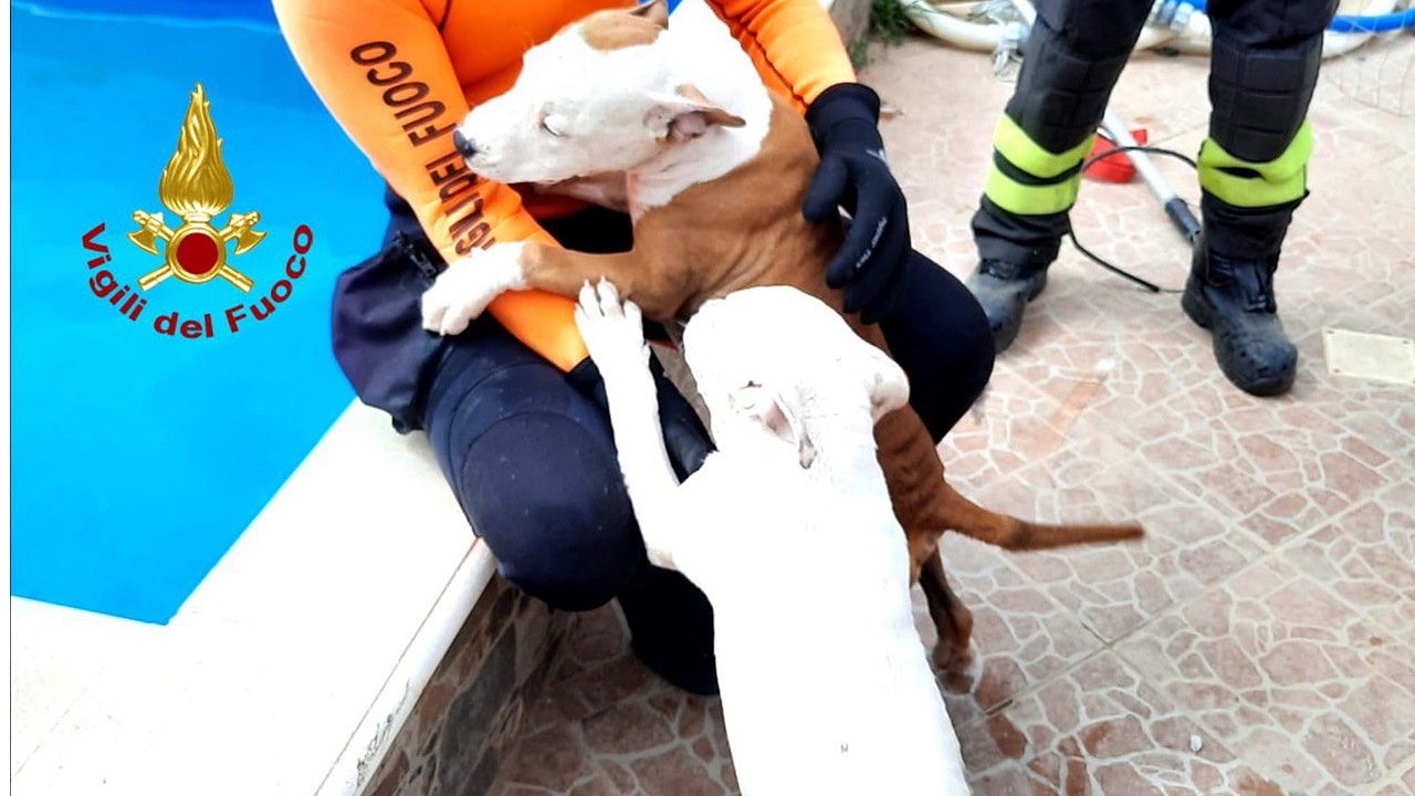 Due cuccioli di cani salvati dai Vigili del Fuoco