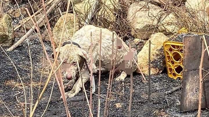 Sardegna: addio ad Angelo, il cane ferito nel rogo