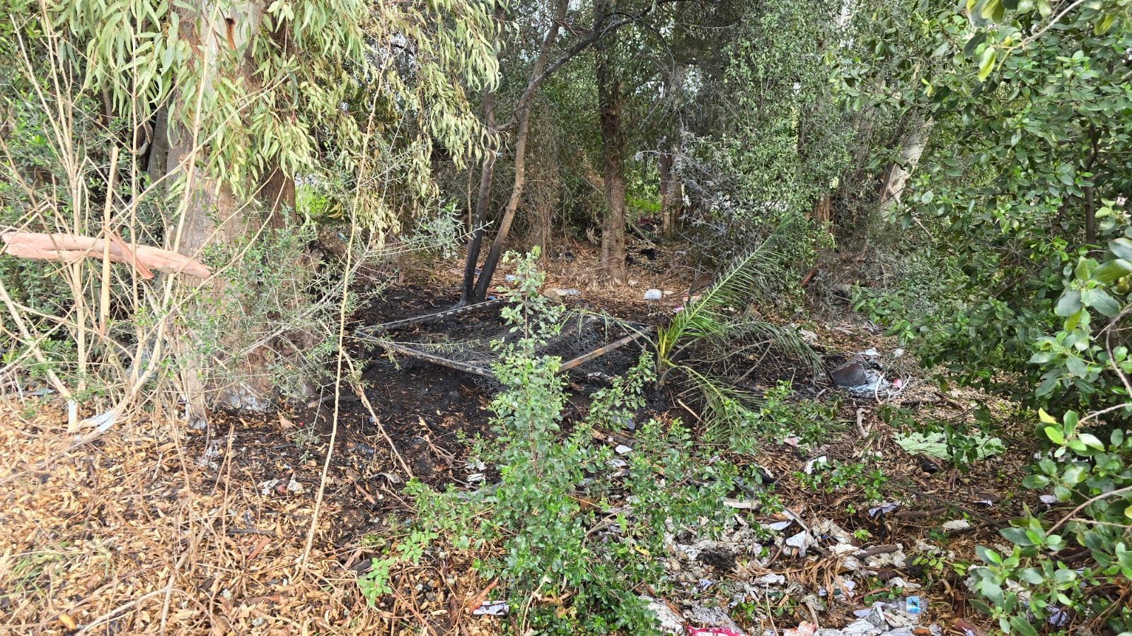 Olbia, via Mirone, fiamme lambiscono gli eucalipti storici nell'area destinata a trasformarsi