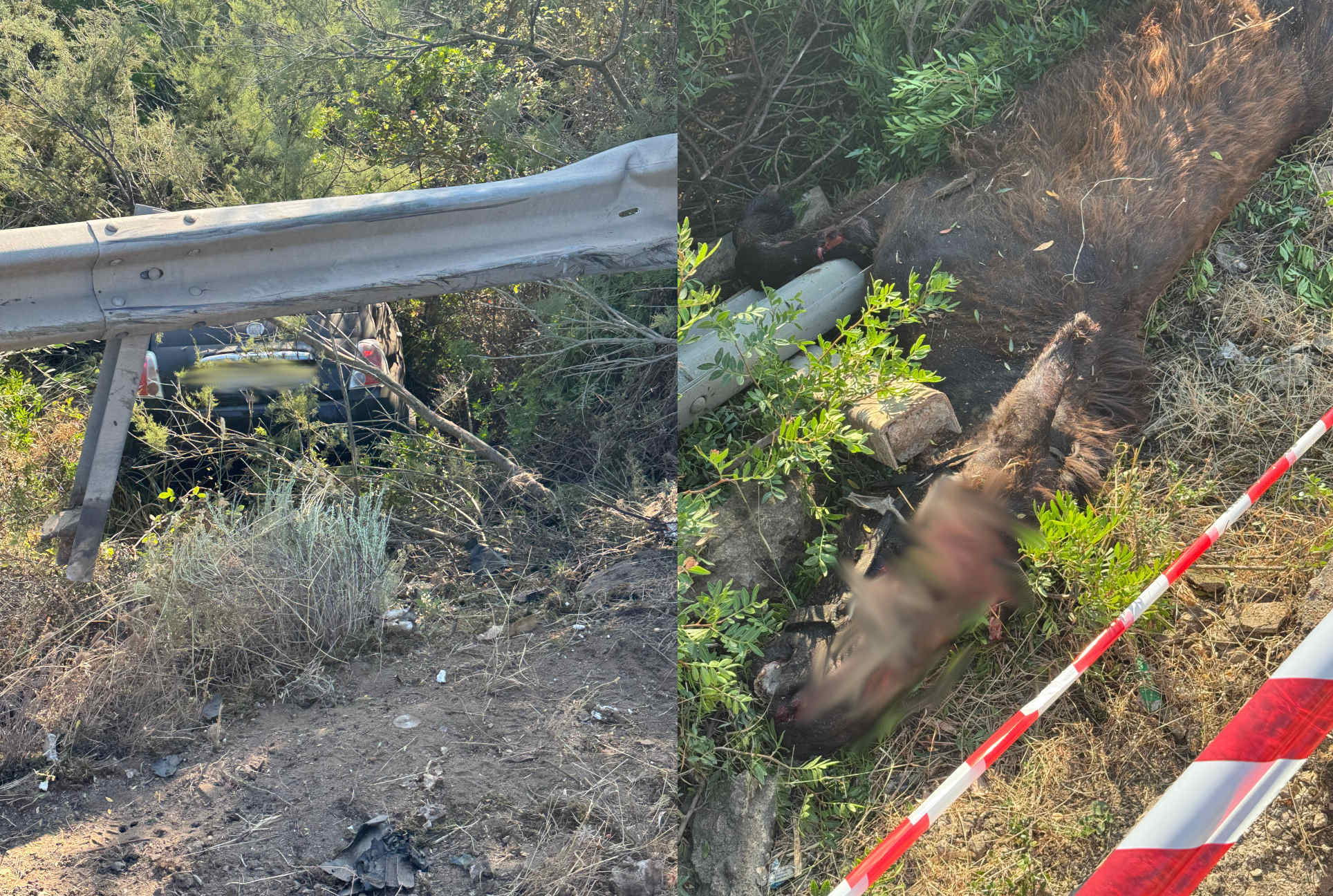 Olbia, centra un mulo ed esce vivo per miracolo: ignoti i proprietari