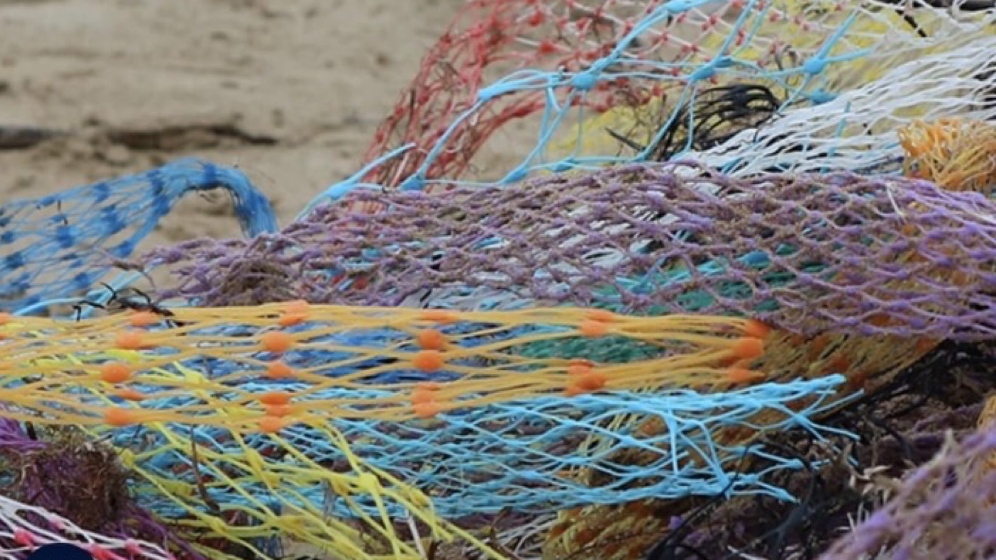 Olbia, inquinamento Cala Saccaia, Bigi: “Nessuna responsabilità dei mitilicoltori” 