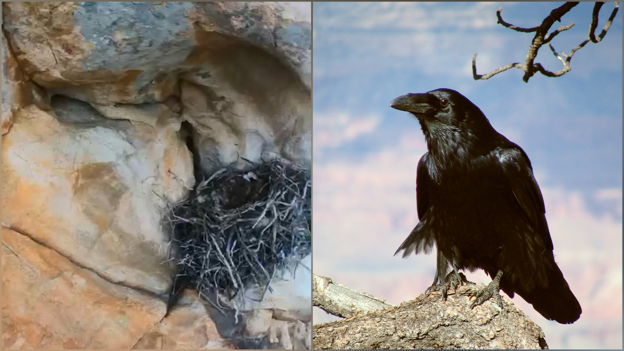Olbia, la natura e la convivenza con l’uomo tra punti di forza e debolezza 