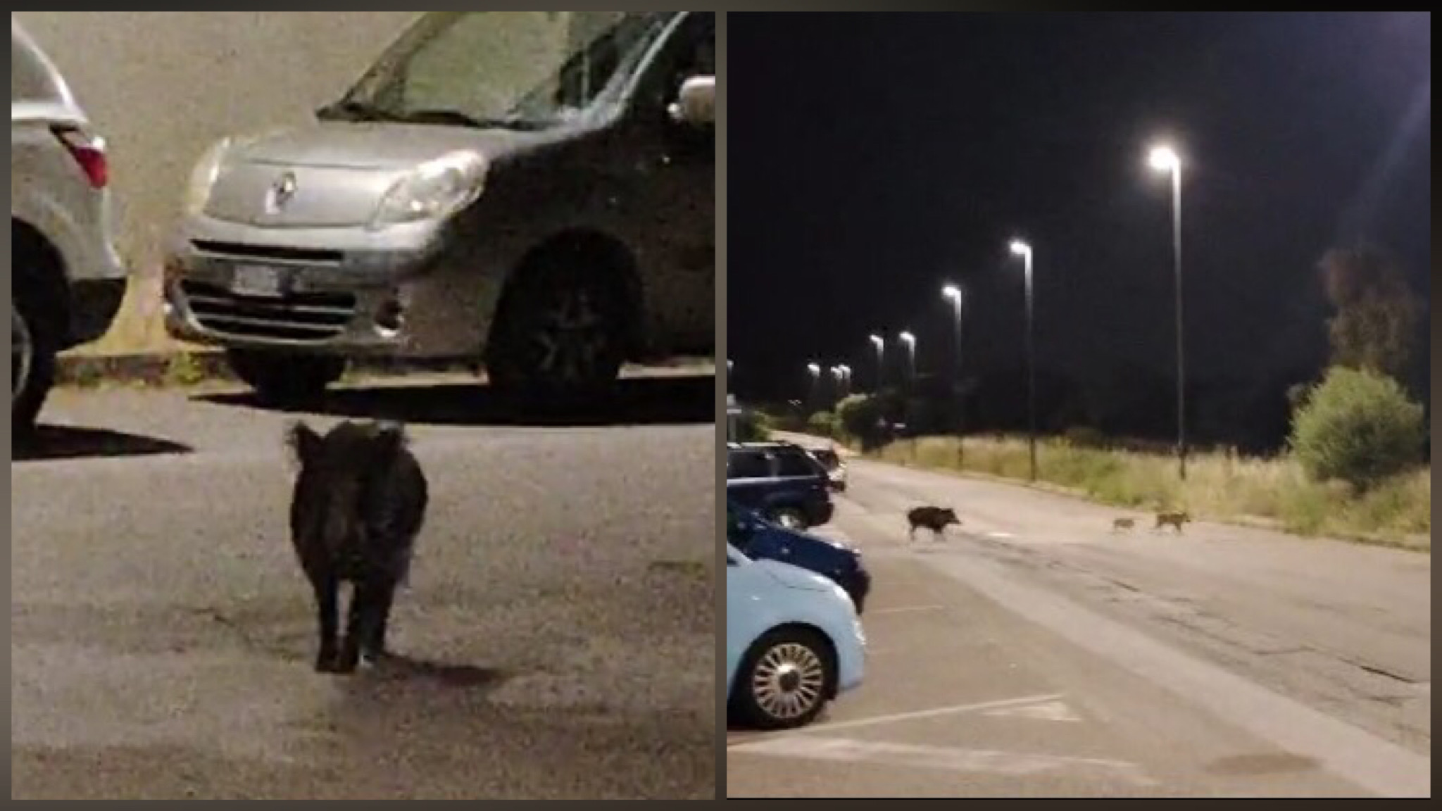 Olbia, ennesima notte di scorribande per i cinghiali
