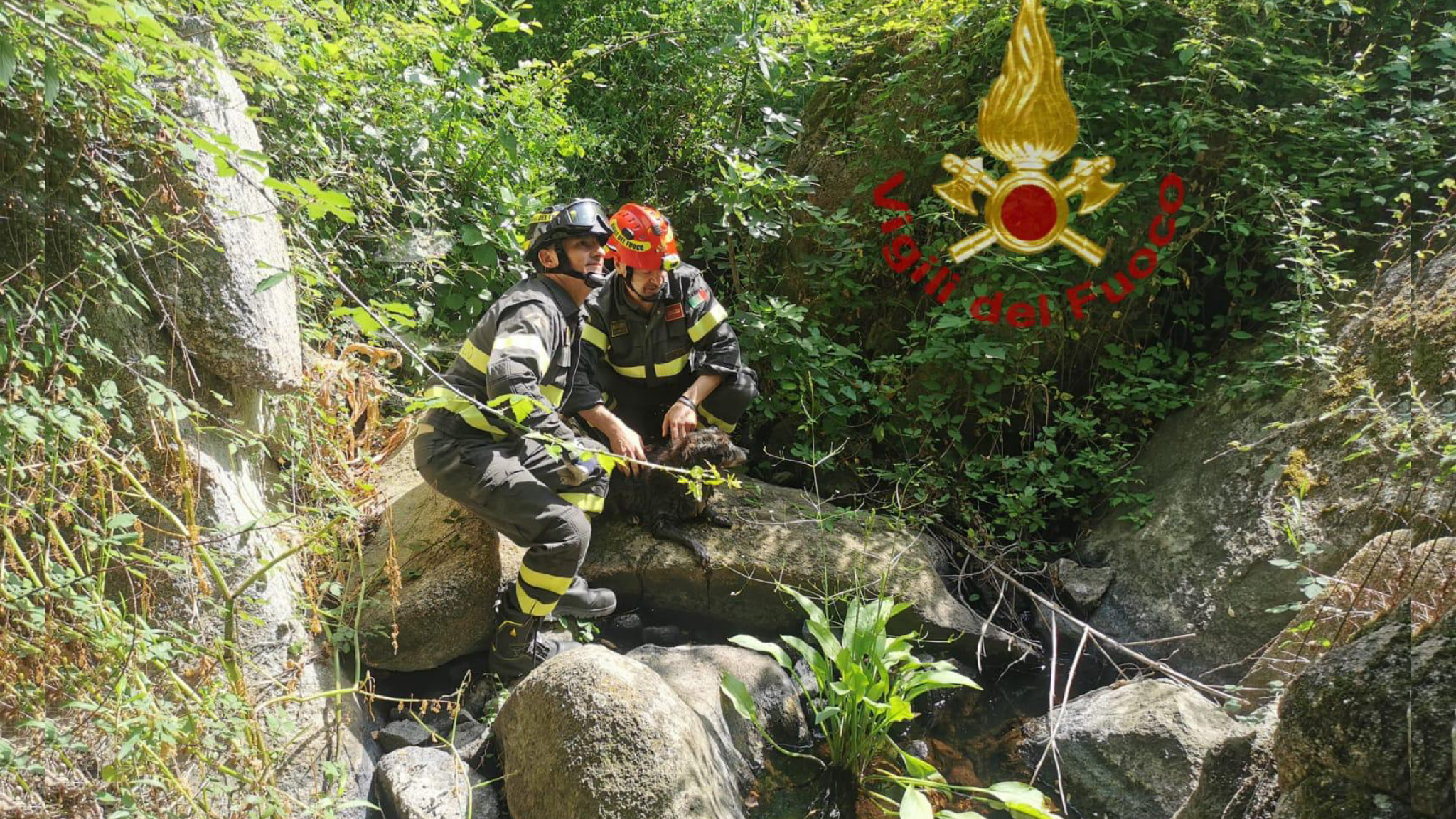 Arzachena, salvataggio di un cane nel letto del ruscello