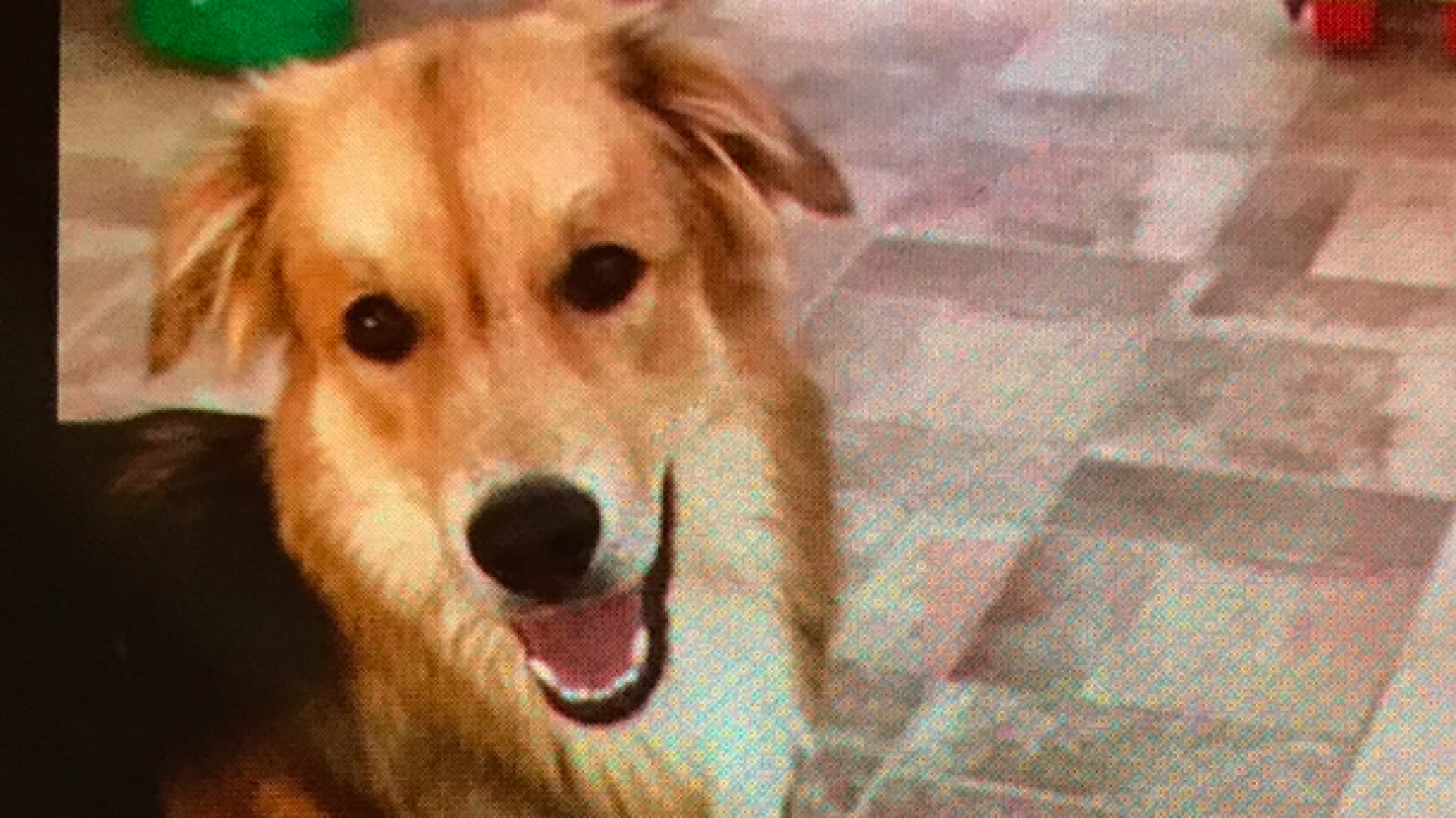 Olbia, cane scomparso da Pittulongu