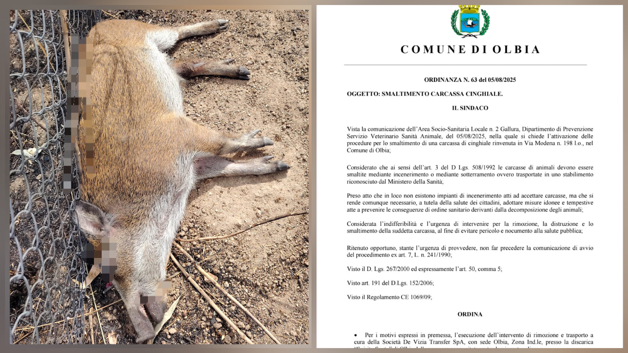 Olbia, emessa l’ordinanza per lo smaltimento della carcassa di cinghiale 