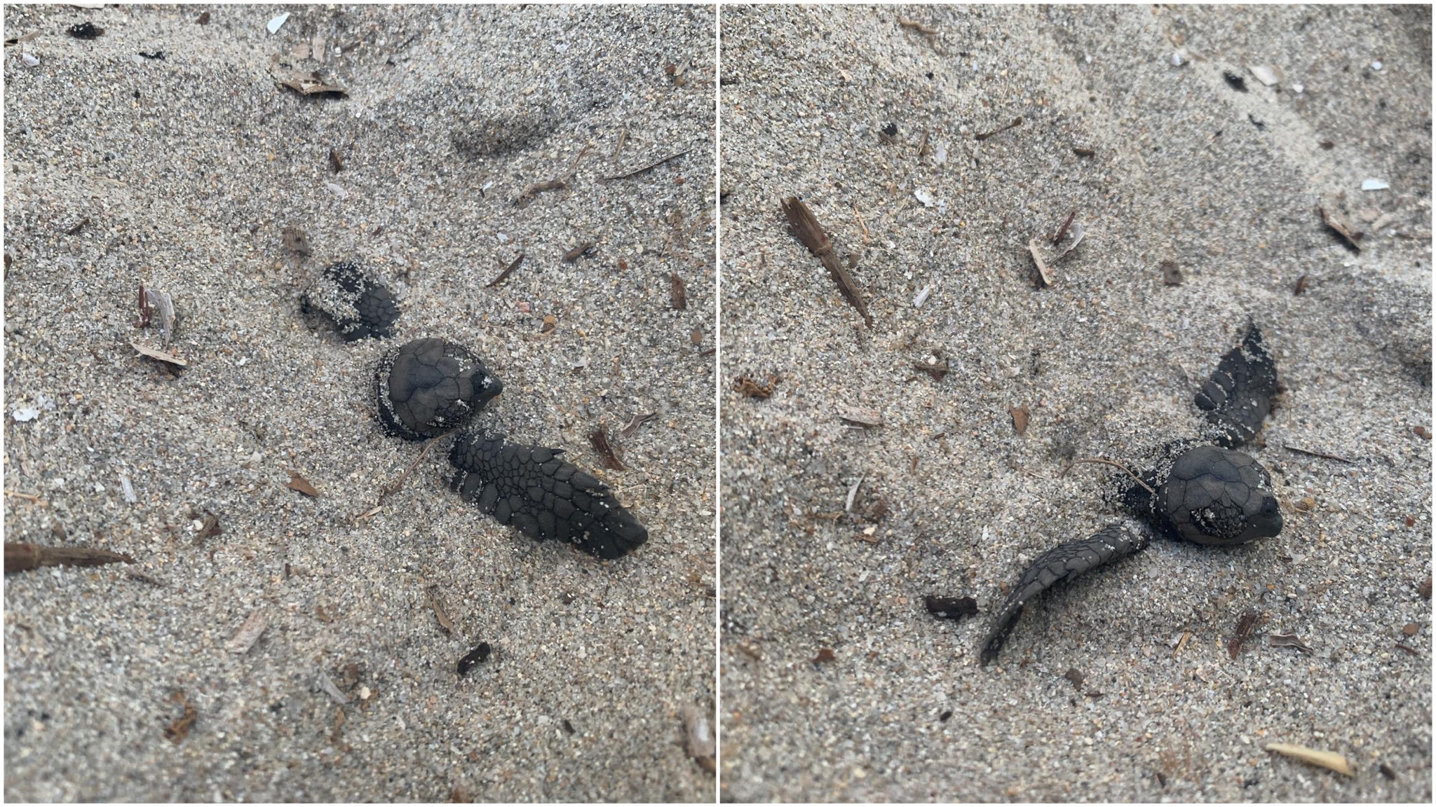 Loiri Porto San Paolo, schiuse le uova delle tartarughe Caretta caretta