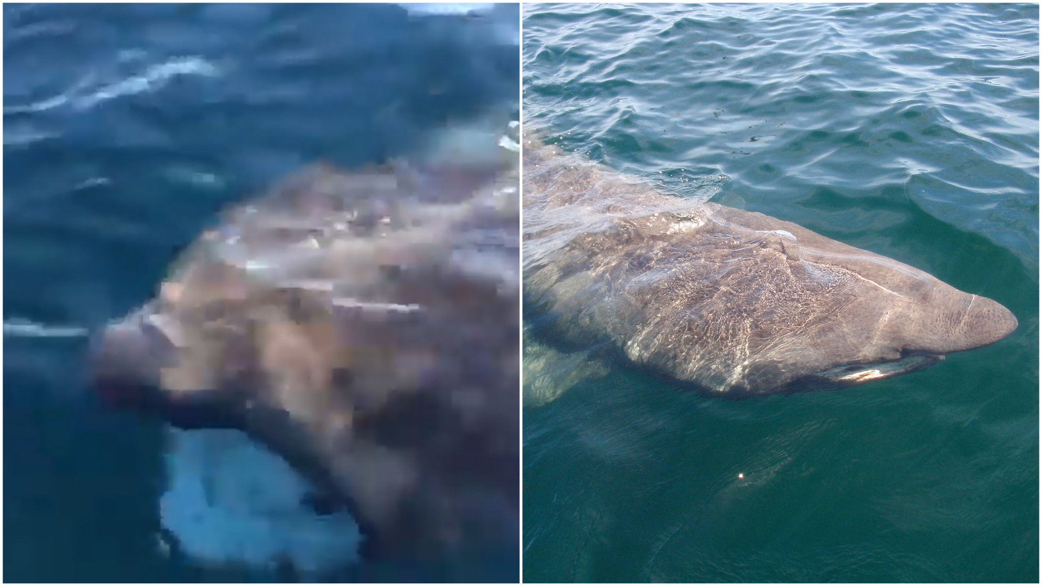 Olbia, avvistato a Tavolara un magnifico esemplare di squalo elefante
