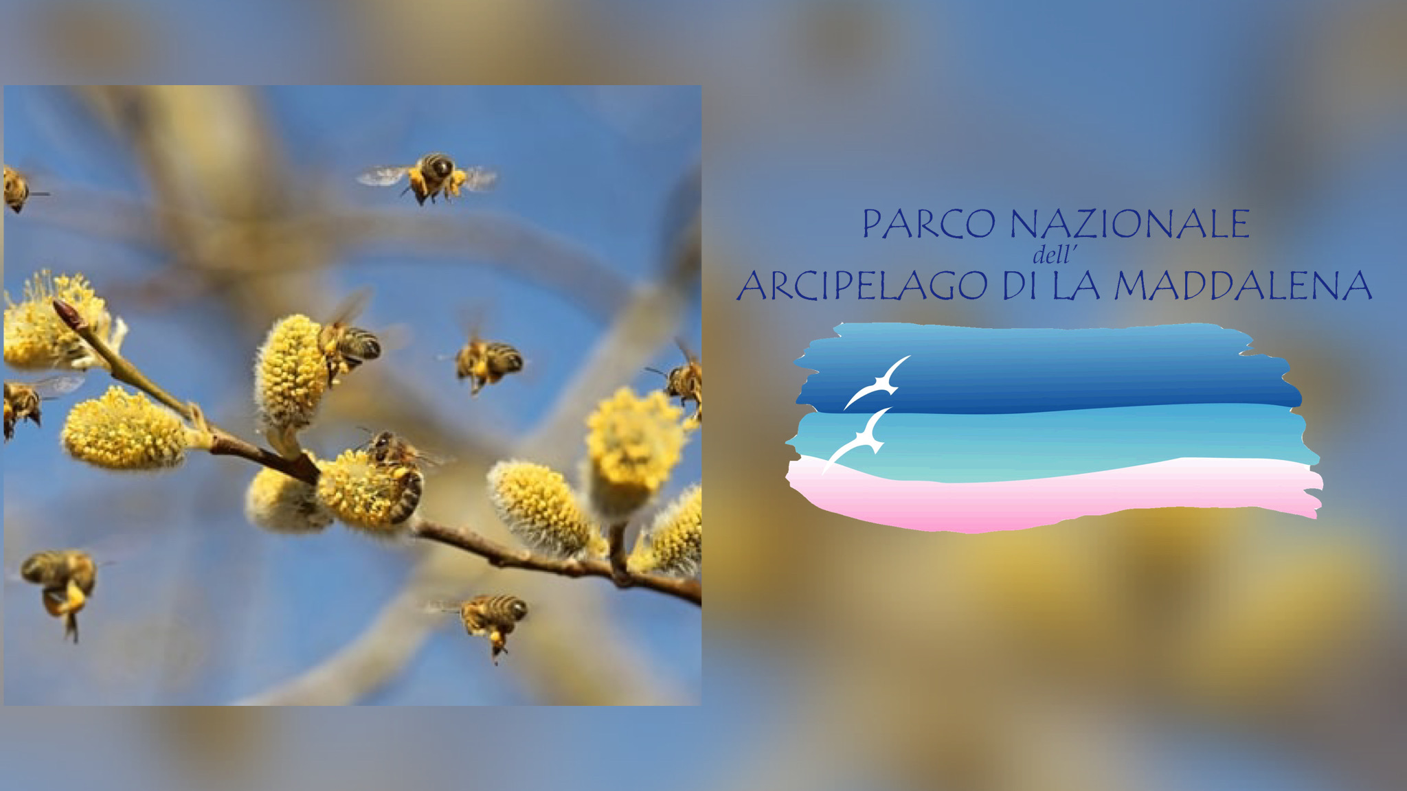 In volo con le api nelle scuole: gli studenti imparano la biodiversità 