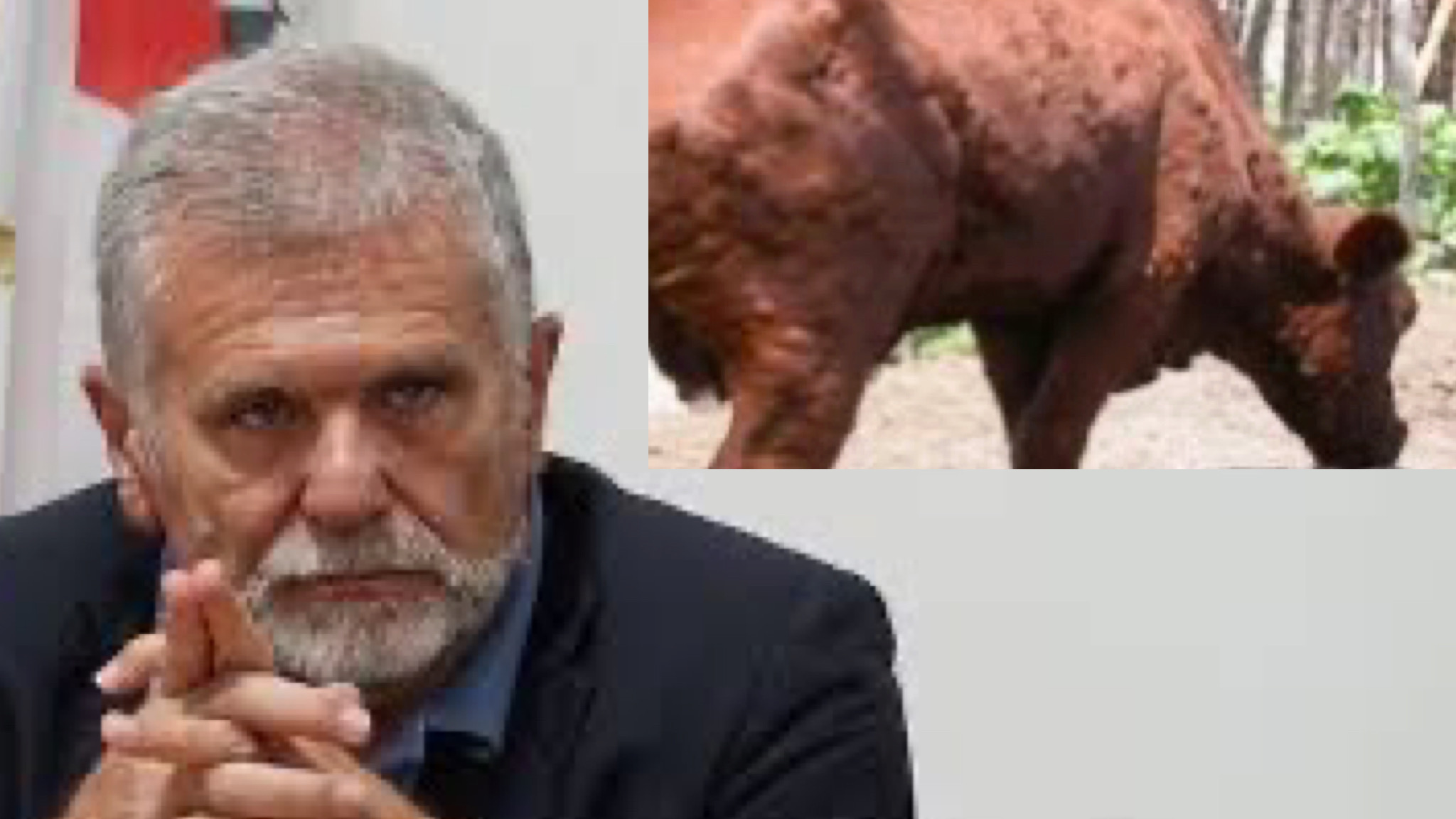 In Gallura il Tar conferma l’abbattimento dei bovini di un allevamento