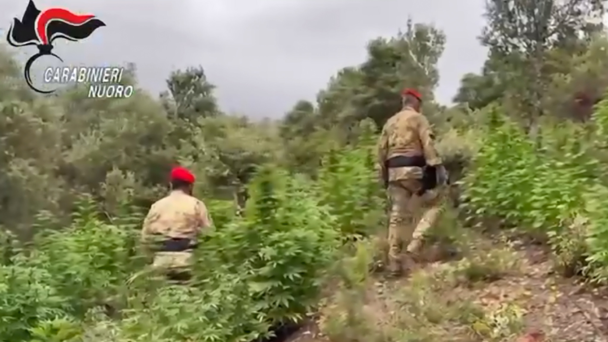 Desulo, maxi piantagione di cannabis nel bosco: arrestato un ventenne