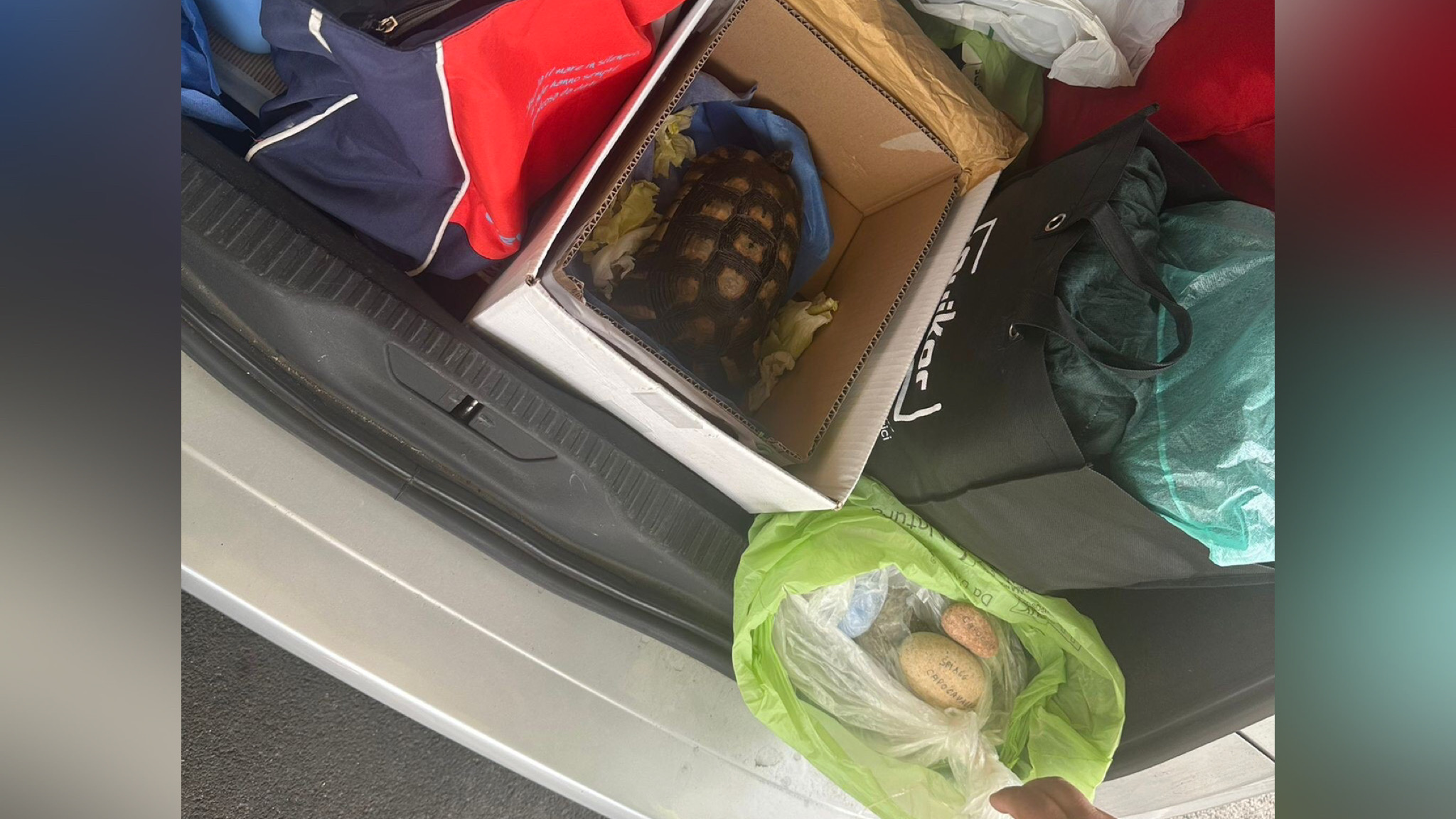 Olbia, turisti in partenza rubano una tartaruga