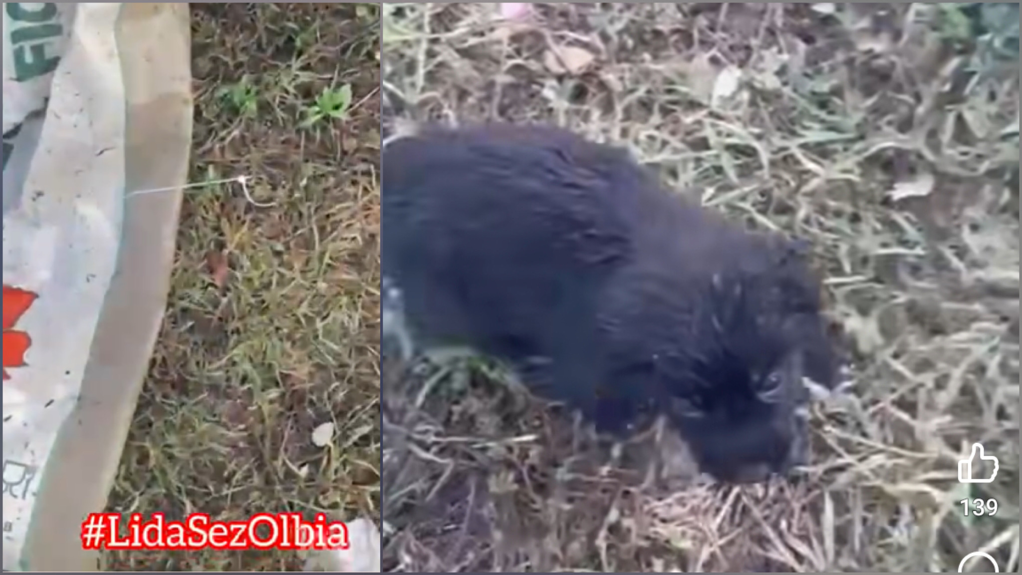 Olbia, storia a lieto fine per 5 cuccioli abbandonati e chiusi in un sacco di iuta 