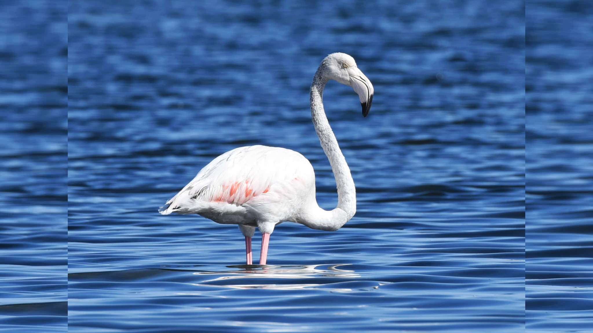 Olbia, il fenicottero che “riflette” nella laguna blu