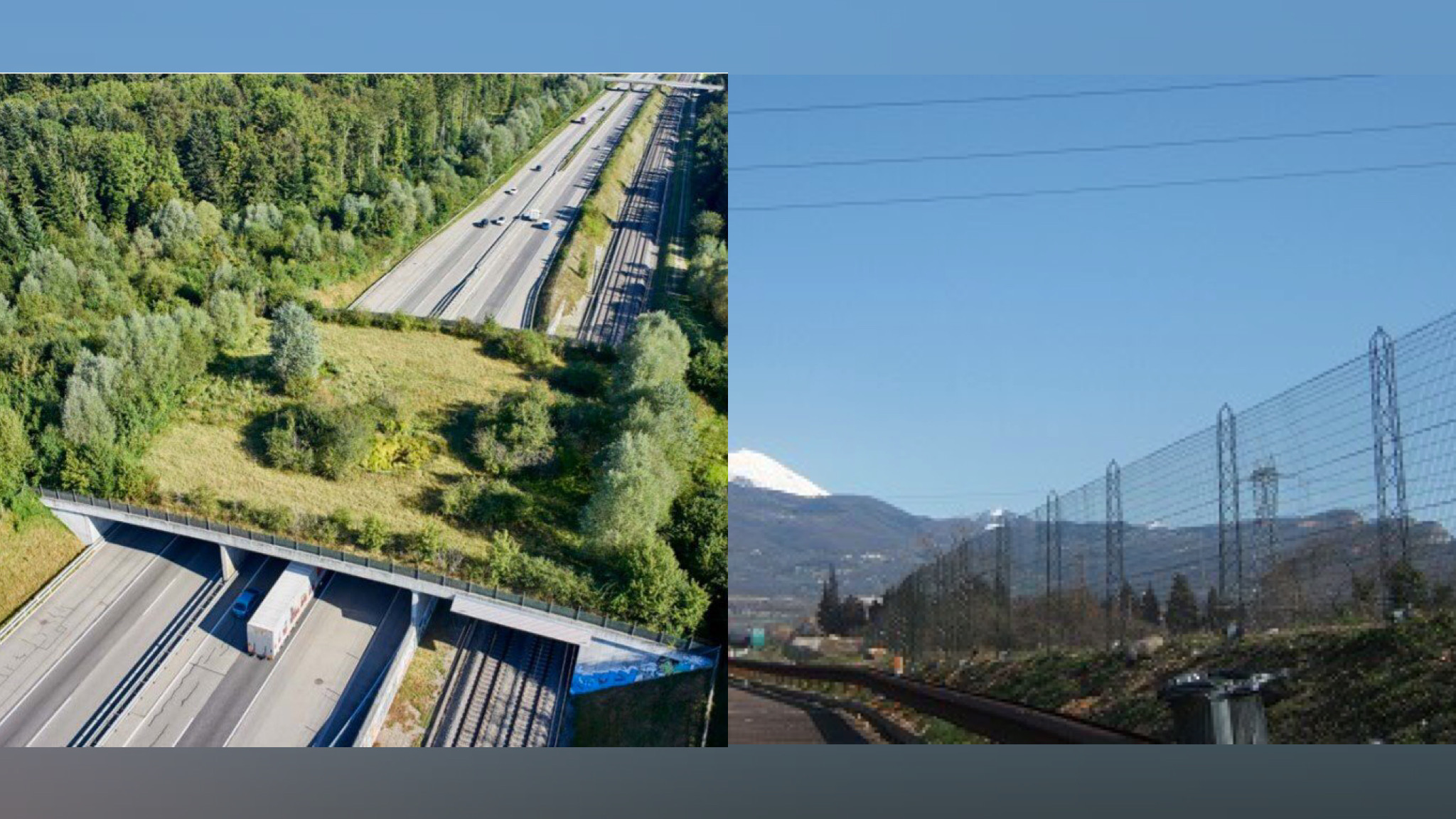 Il GrIg si interroga sulla “responsabilità “ di cinghiali e cervi per gli incidenti stradali 