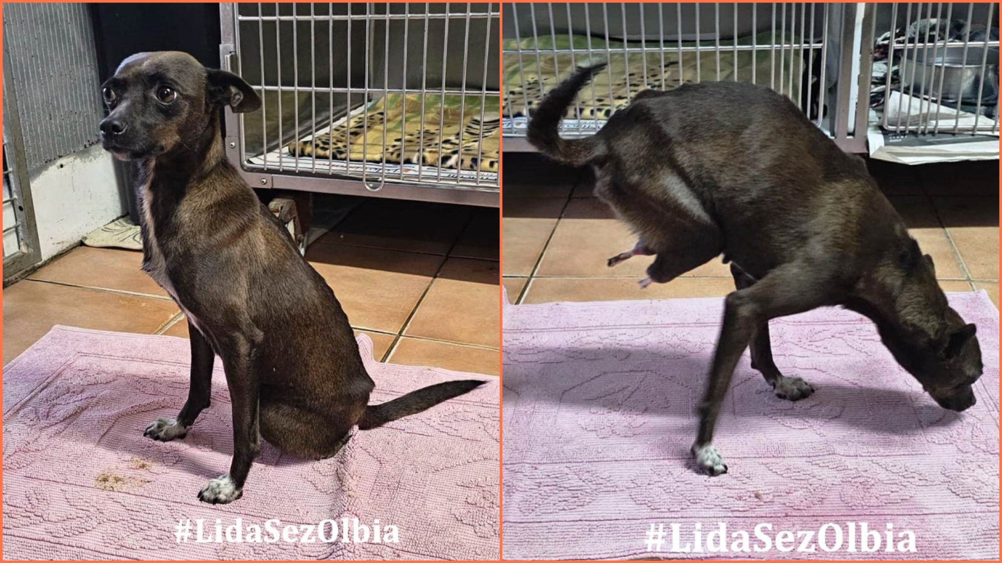 Olbia, dalla Lida una storia dove l’empatia e la fiducia vanno oltre la crudeltà degli esseri umani