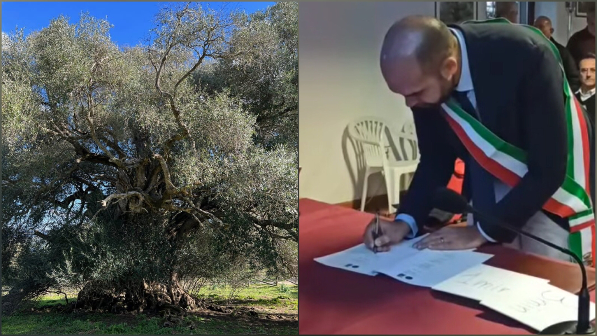 Anche Luras nella “Rete Sarda degli Alberi Monumentali”