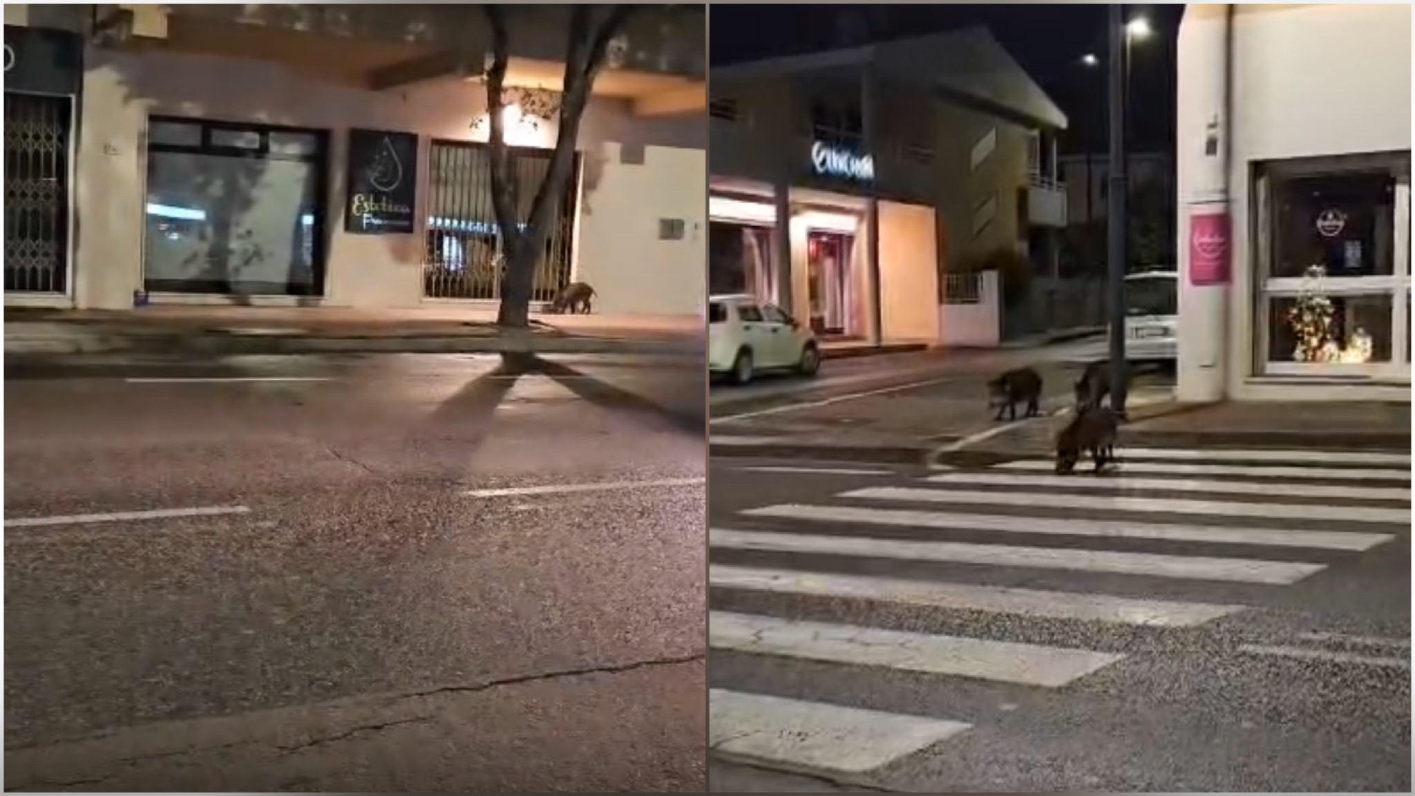 Olbia, la movida del sabato sera dei cinghiali 