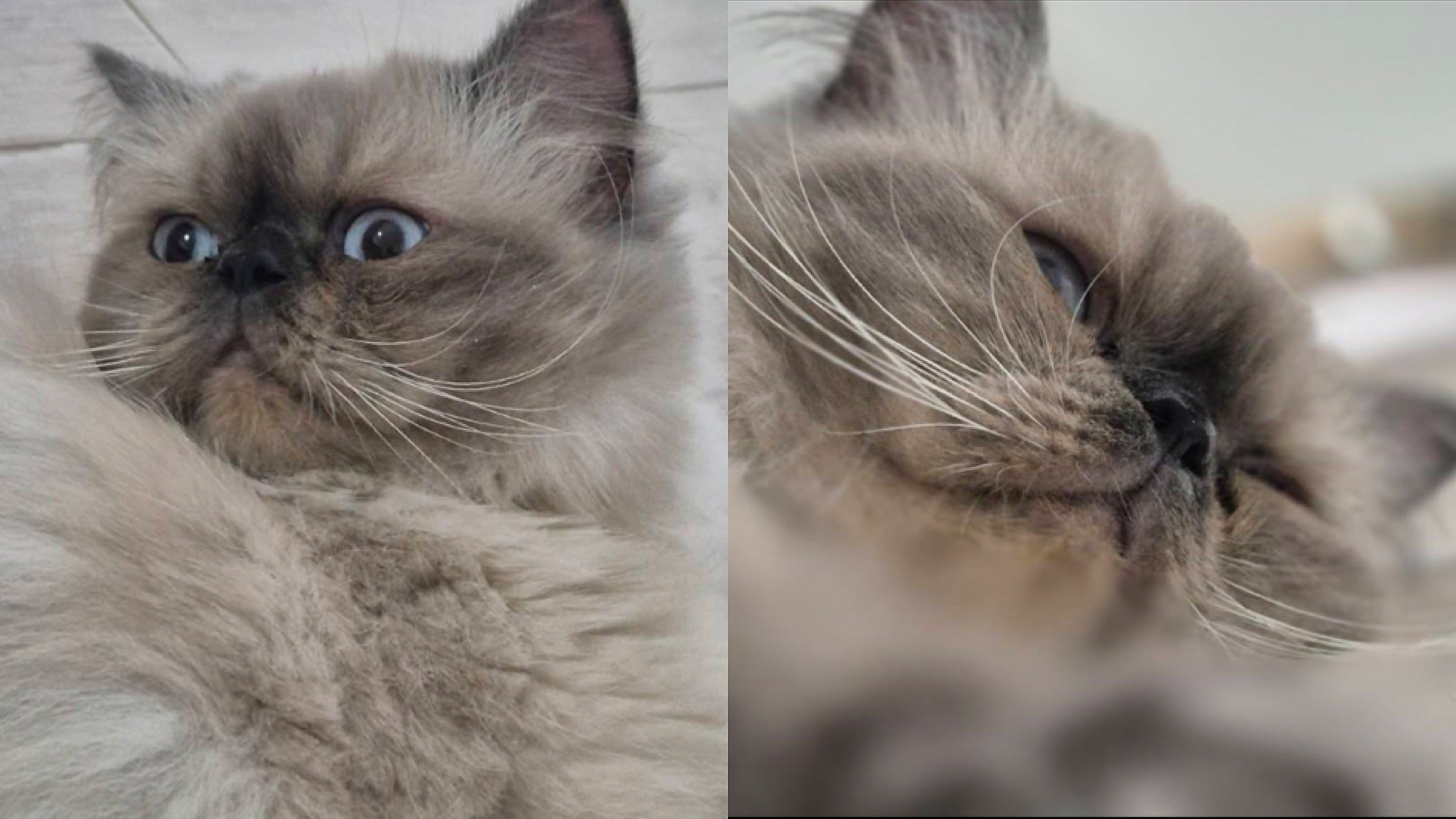 Golfo Aranci, Greta è tornata a casa: ritrovata la gatta persiana