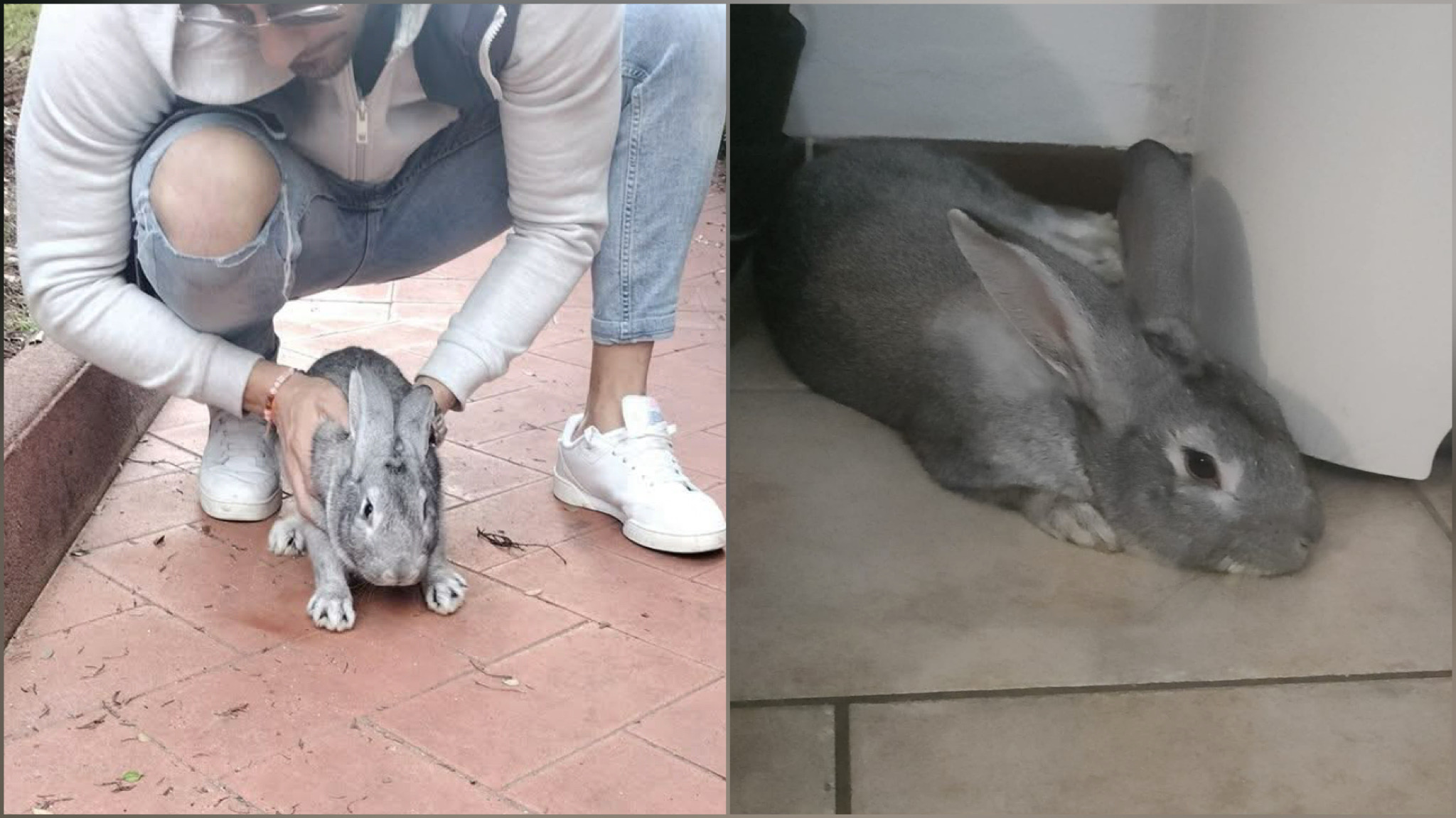 Olbia, la storia a lieto fine del coniglio Botto