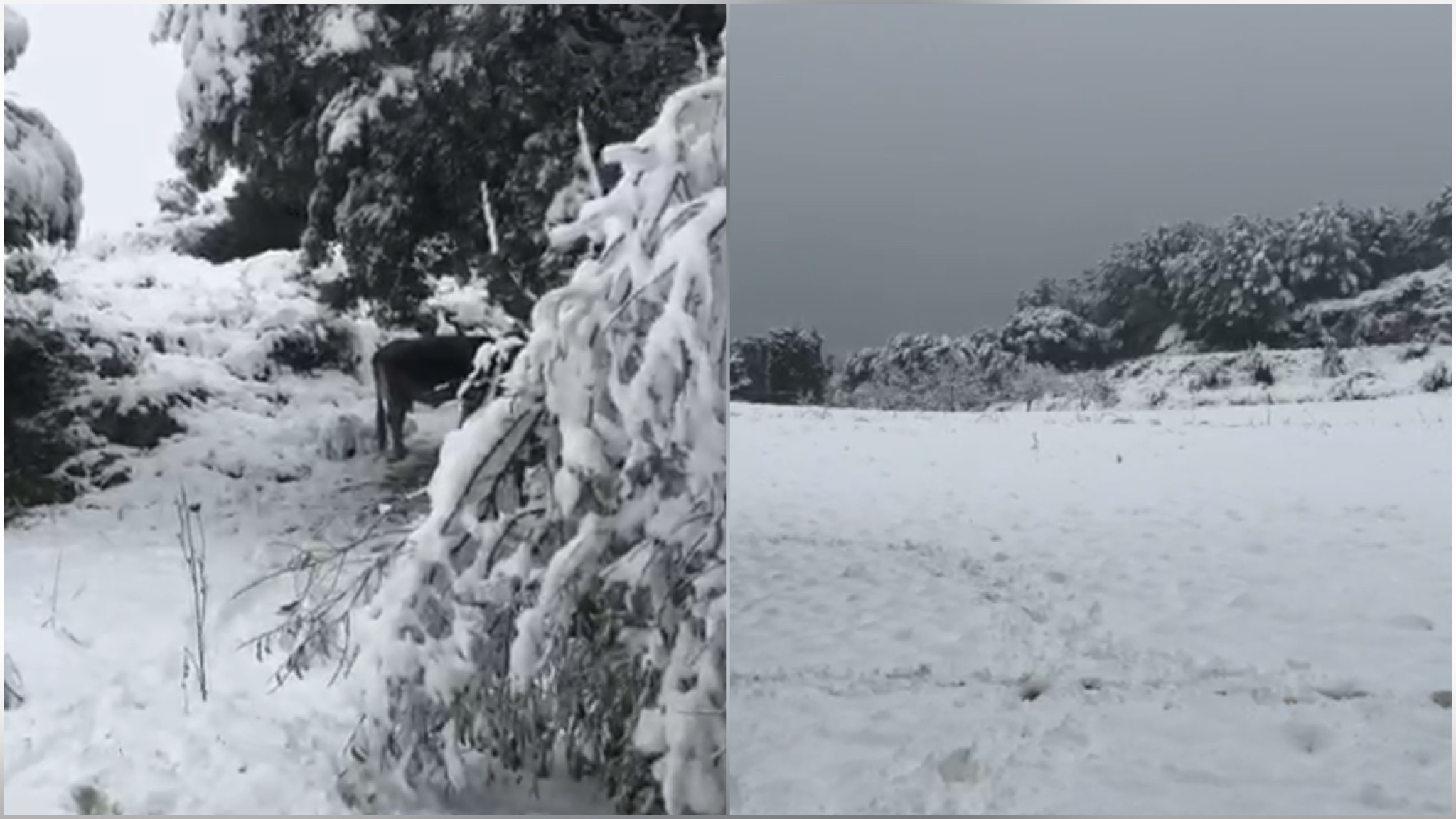 Sardegna in bianco: neve su tutta l’Isola 