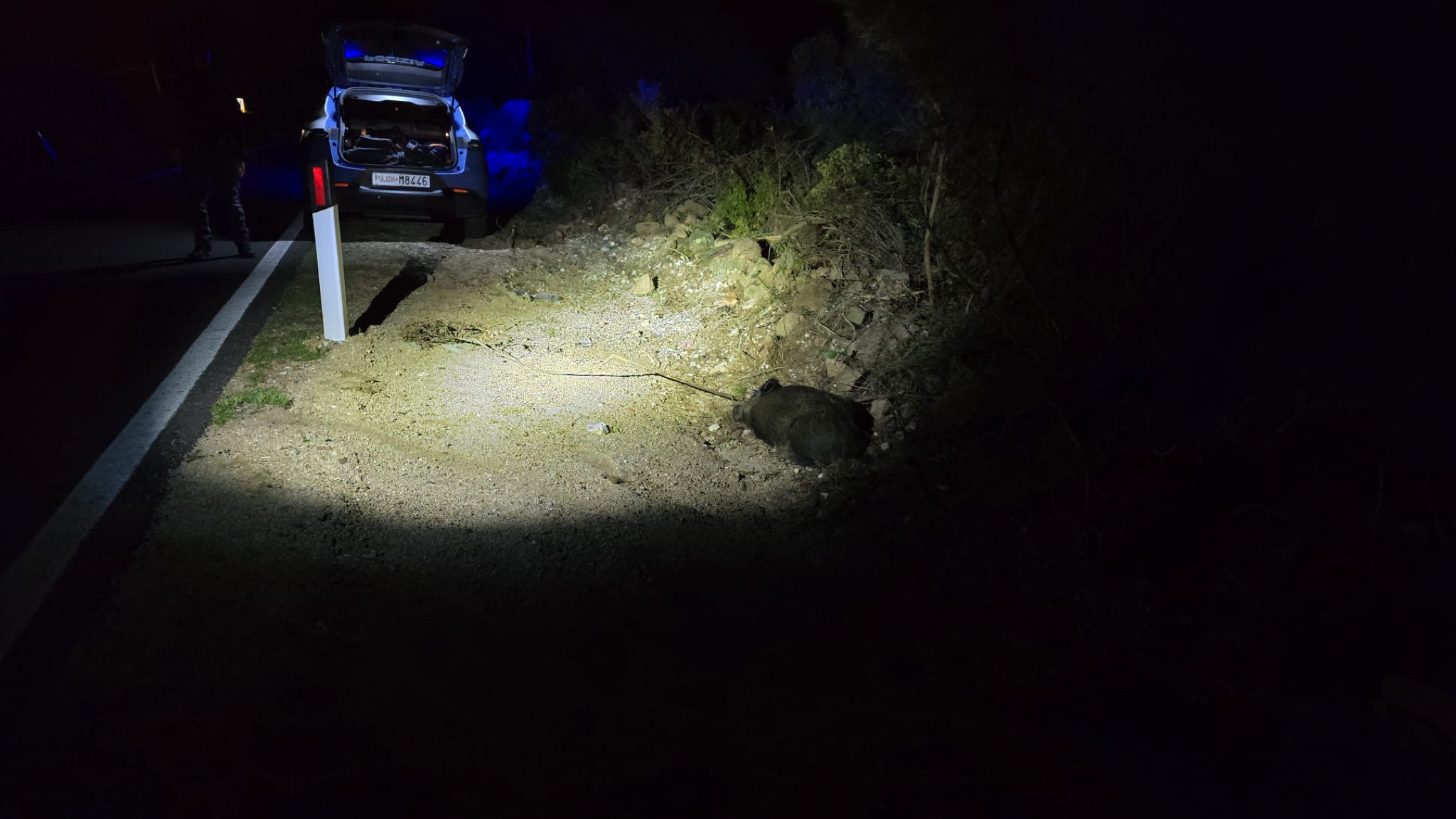 Loiri Porto San Paolo, auto colpisce un grosso cinghiale 