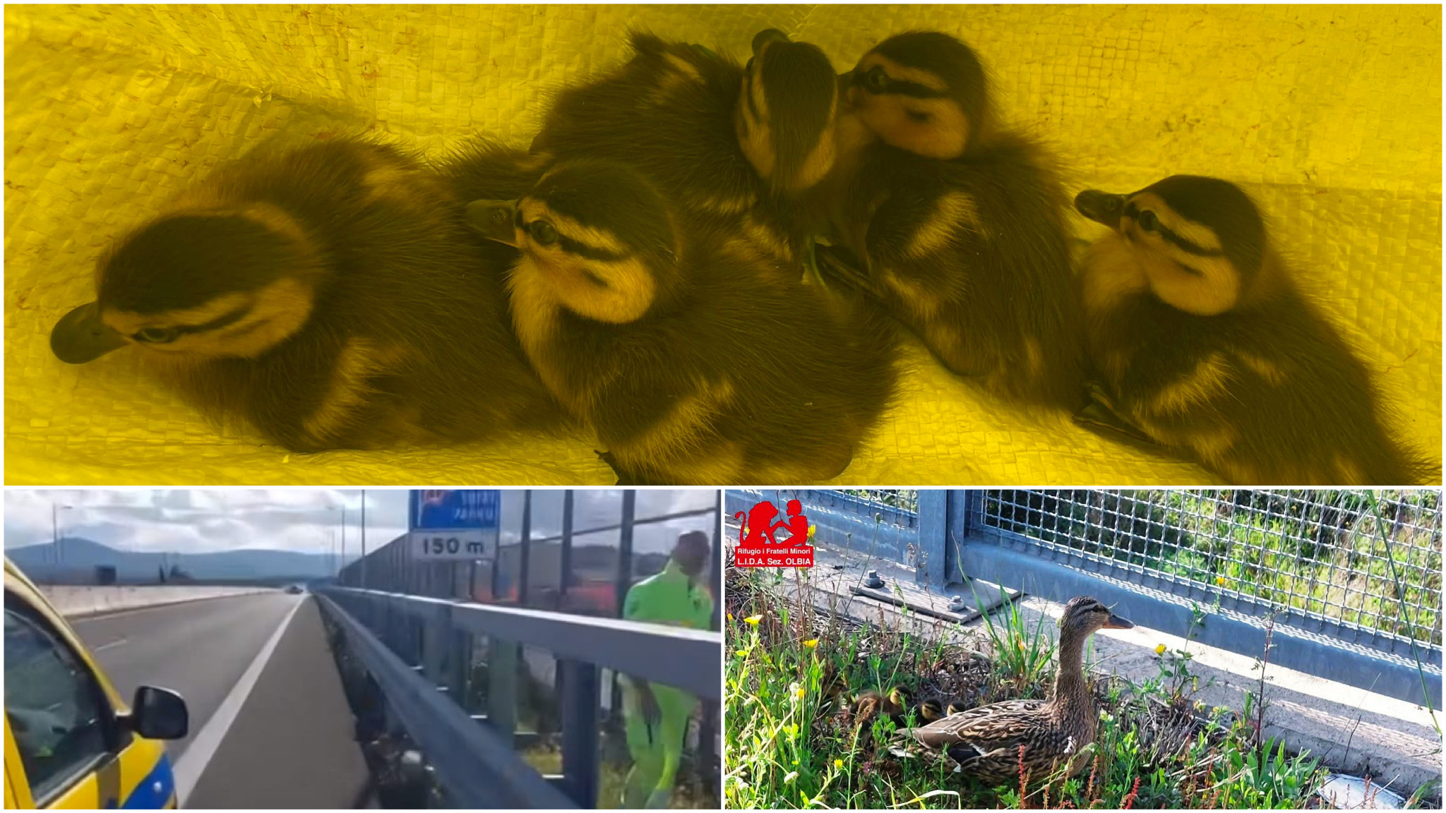 Olbia, venerdì folle sulla 4 corsie per mamma anatra a passeggio con i suoi 8 anatroccoli 