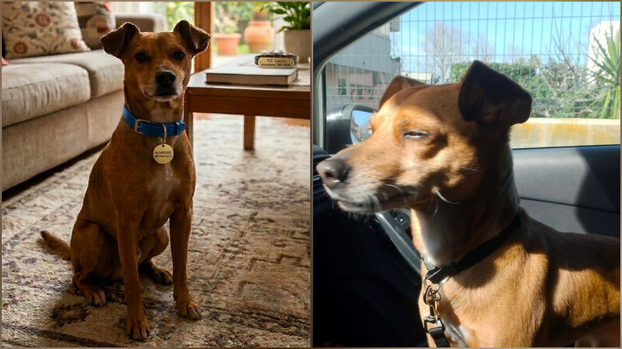 Olbia, il ritrovamento di Cocco tra ringraziamenti e riflessioni della sua famiglia