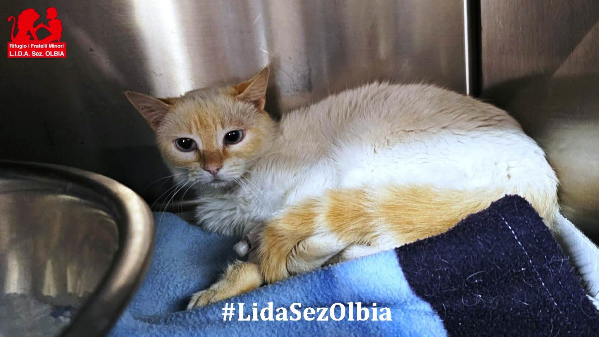 Padru, gattini avvelenati: 9 morti accertate