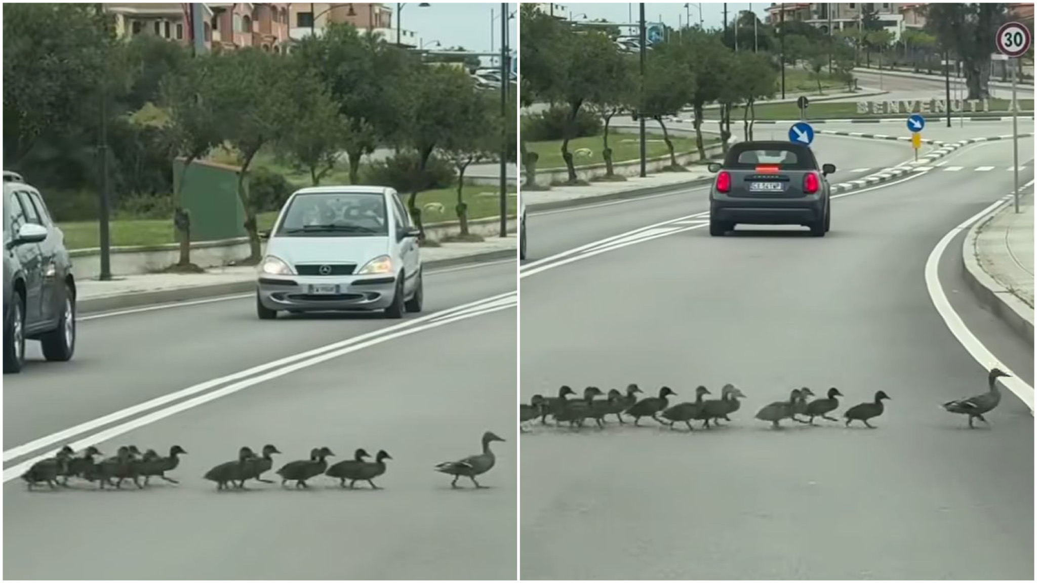 Olbia, domenica in famiglia con gita fuori porta anche per mamma Anatra e figlioletti