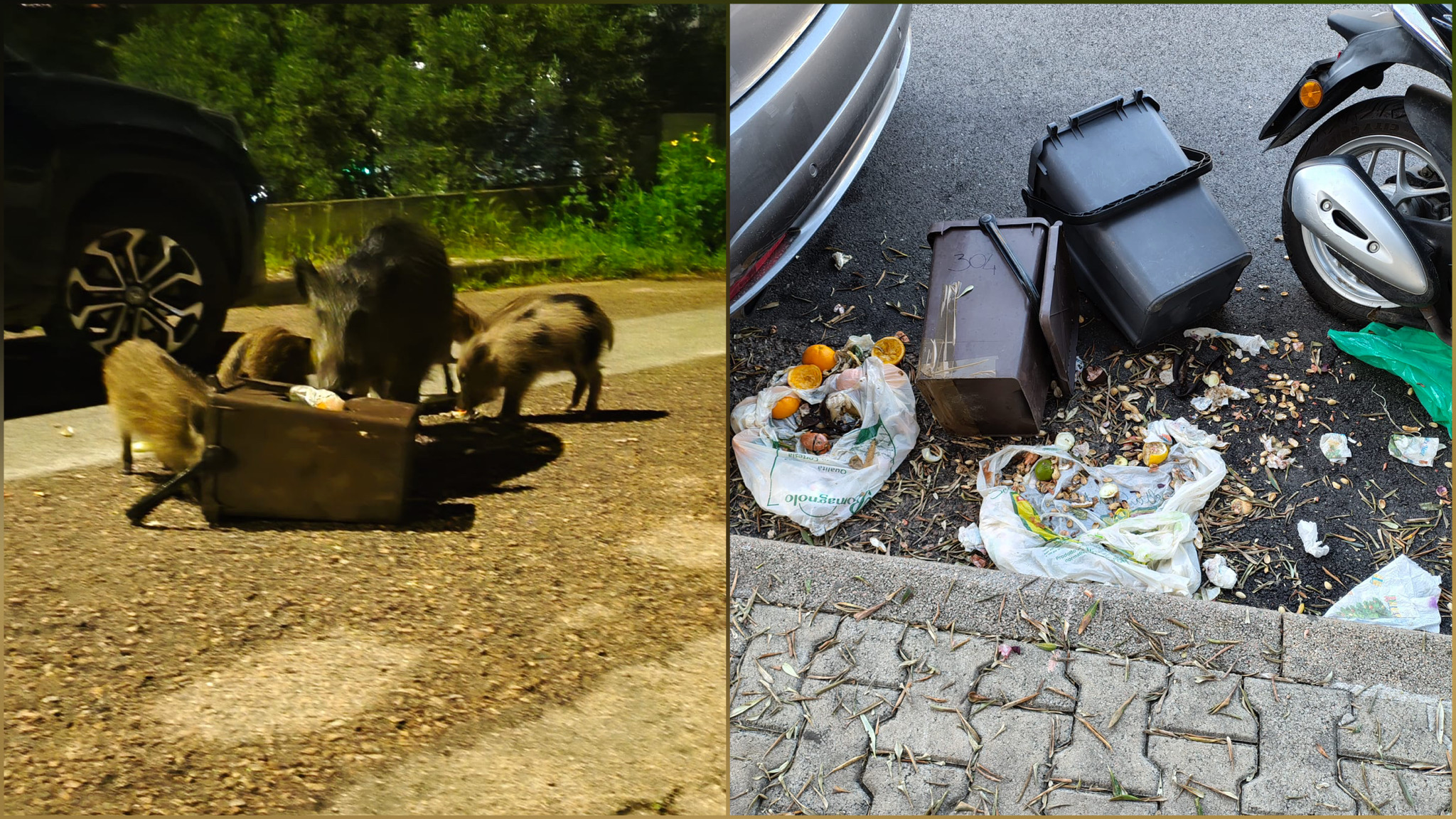 Olbia, cinghiali in viale Aldo Moro banchettano con il self service: l’esasperazione dei residenti