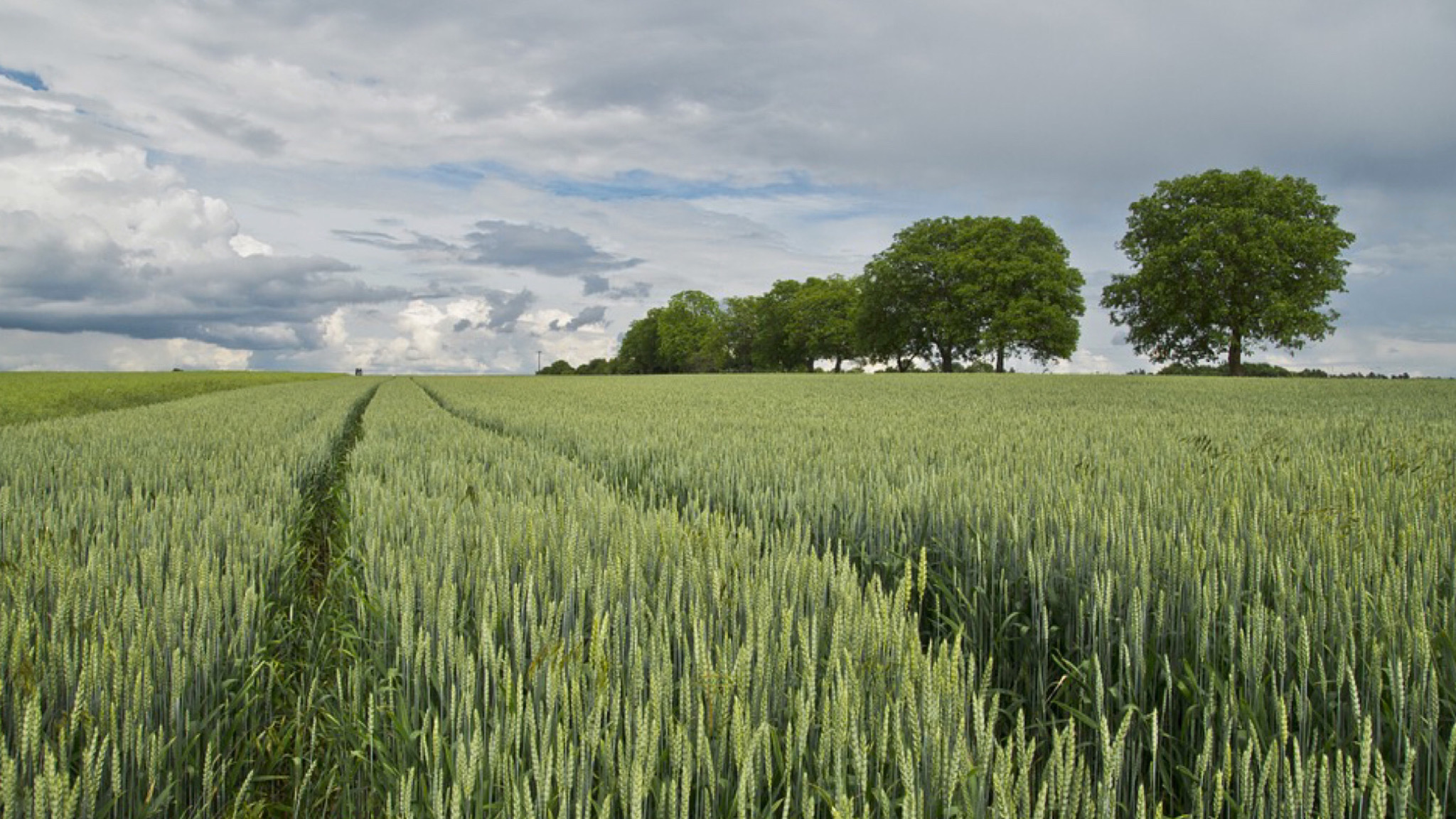 Ricambio generazionale in agricoltura: arriva il bando “Generazione Terra 2026”