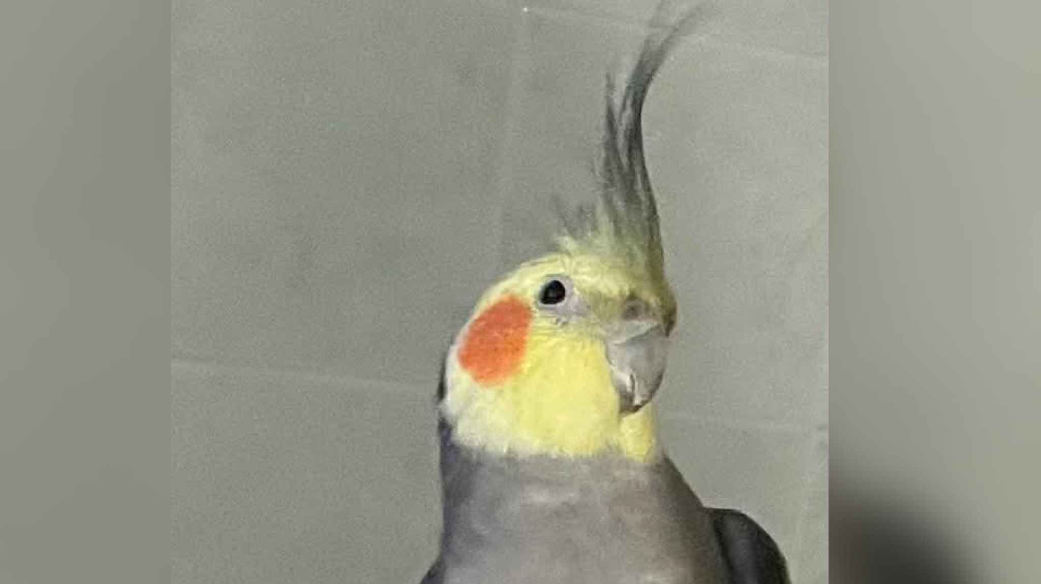 Olbia, l’appello per ritrovare Ciuffetto