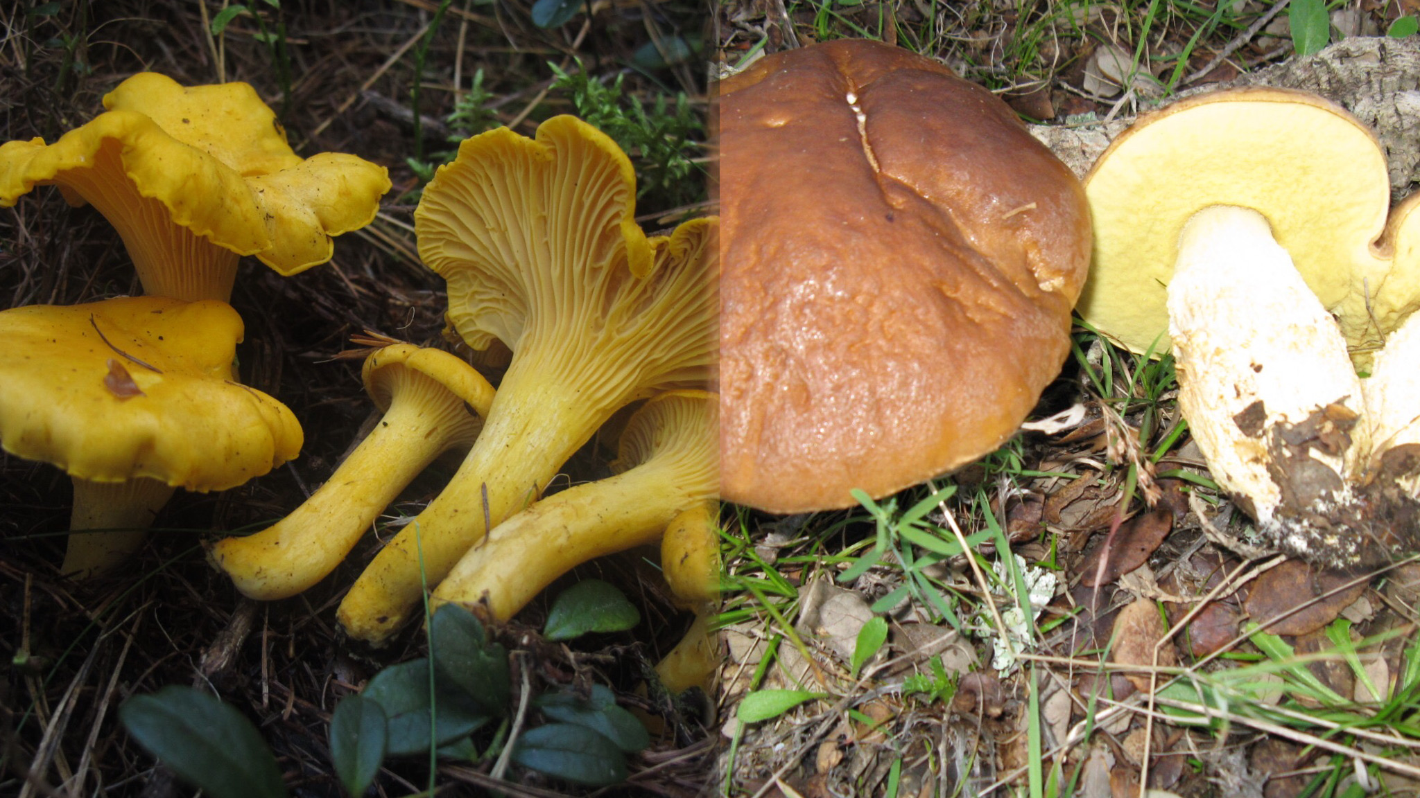 Olbia, raccolta di funghi amatoriale: ecco come evitare rischi ed intossicazioni