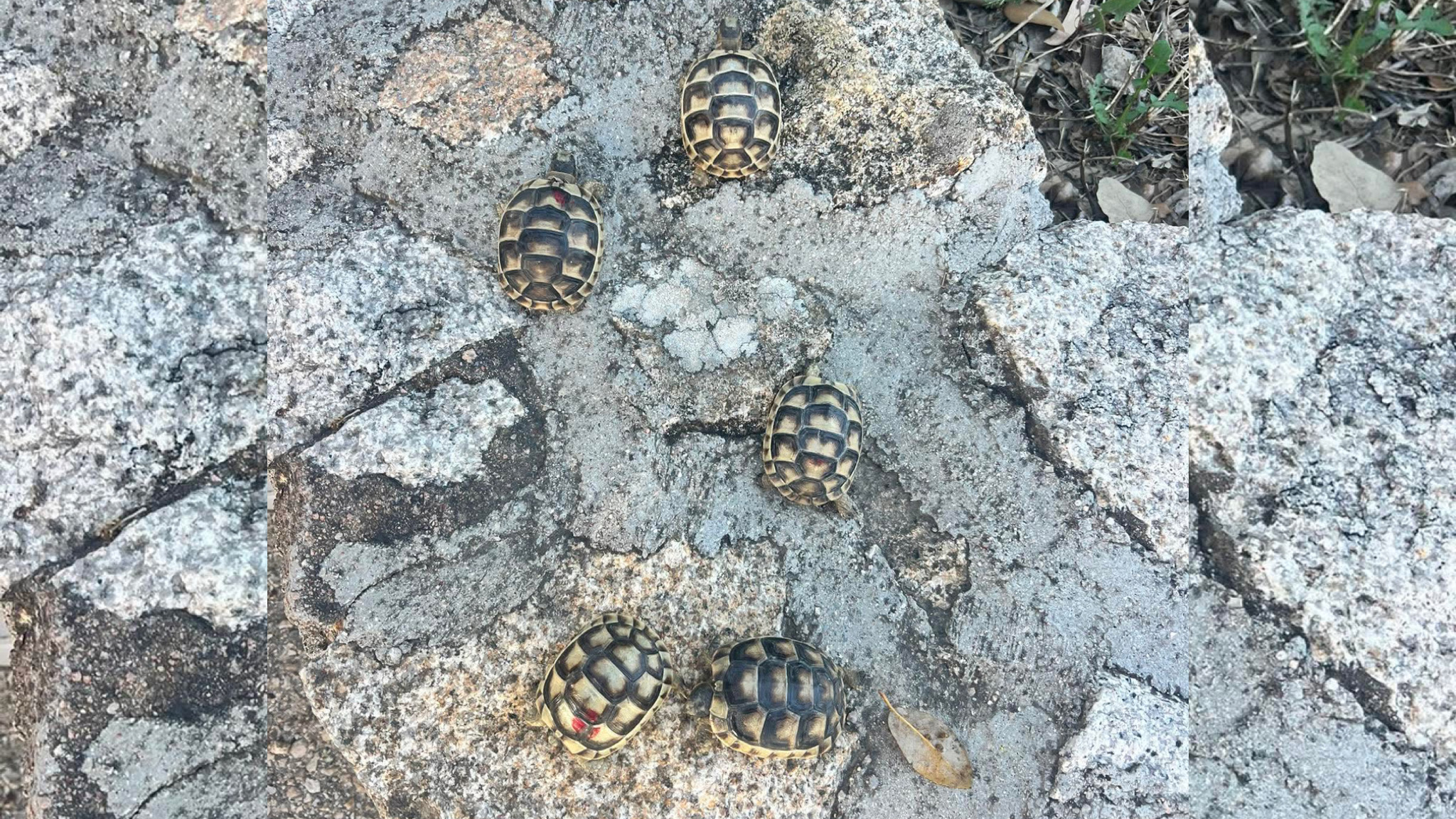 A Telti nella giornata mondiale della tartarughe ecco cinque nuove protagoniste