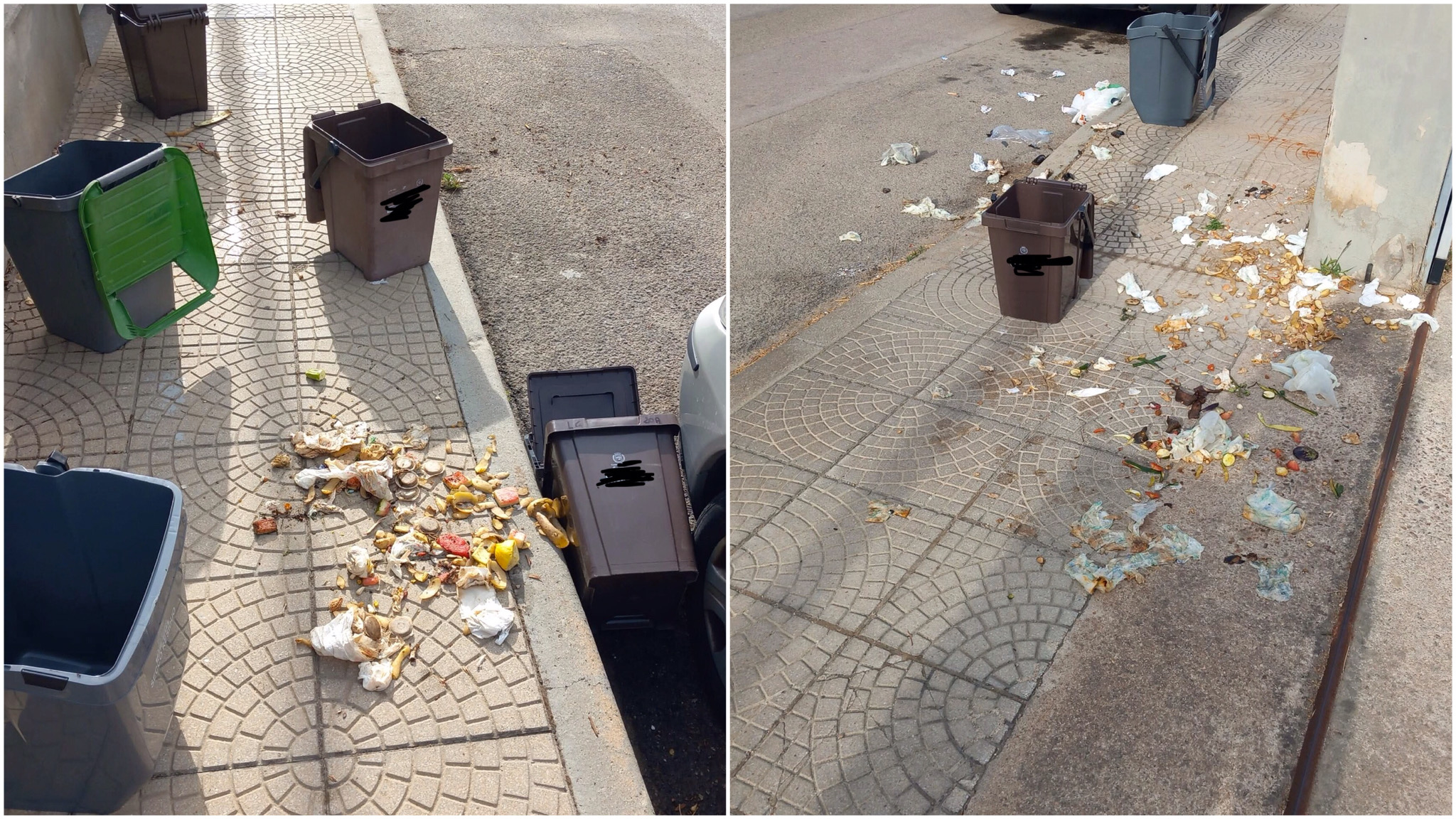 Olbia, cinghiali ancora protagonisti in-discussi in viale Aldo Moro
