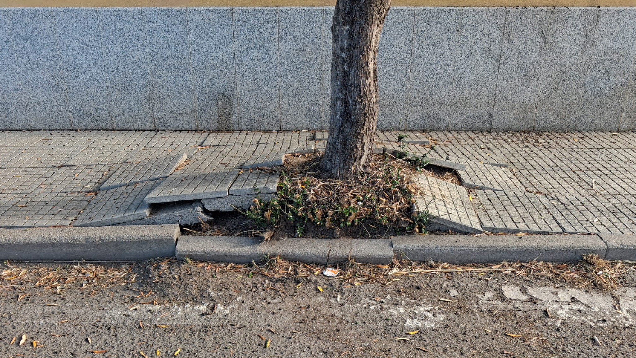 Olbia, gli alberi alla conquista della libertà