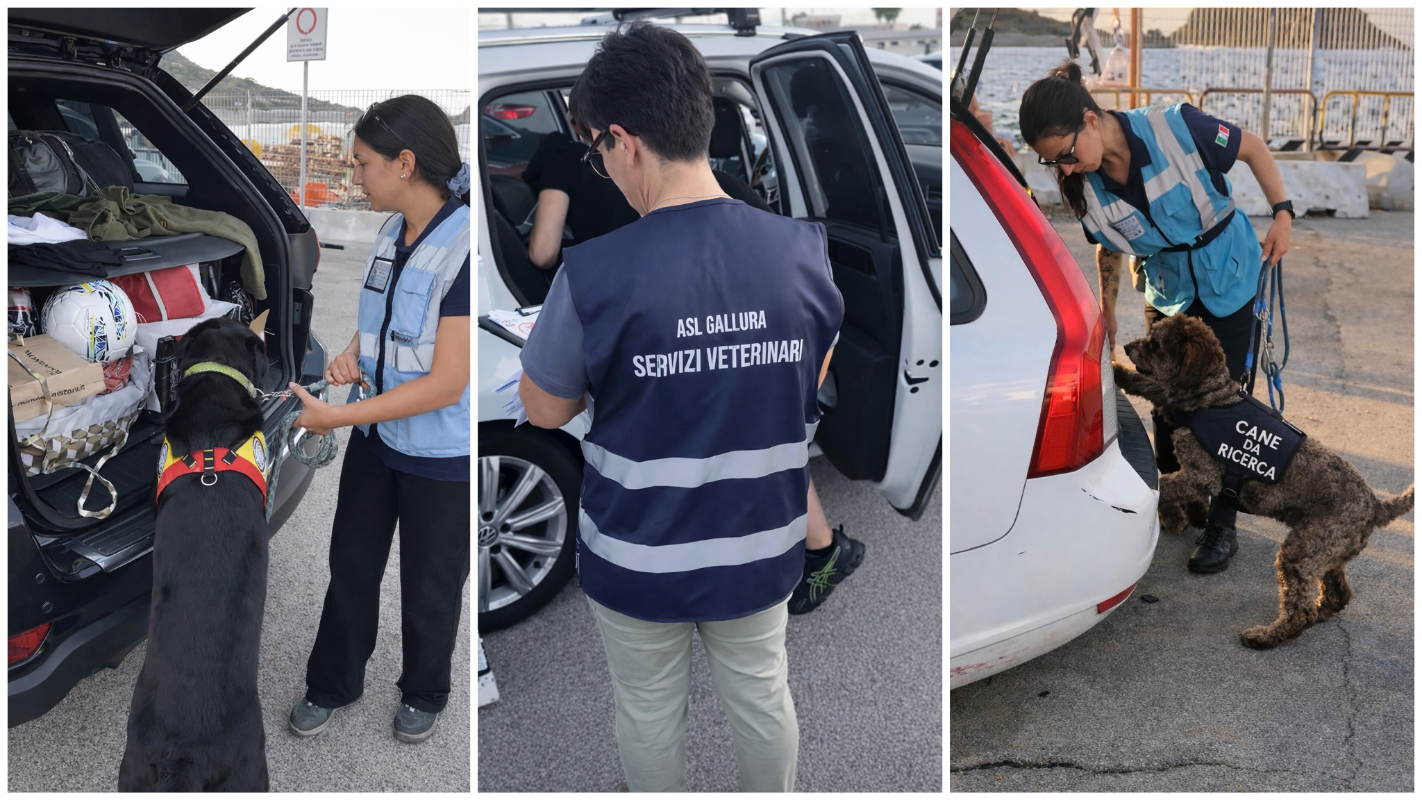 Peste suina africana, screening a campione nei porti di Olbia e Golfo Aranci