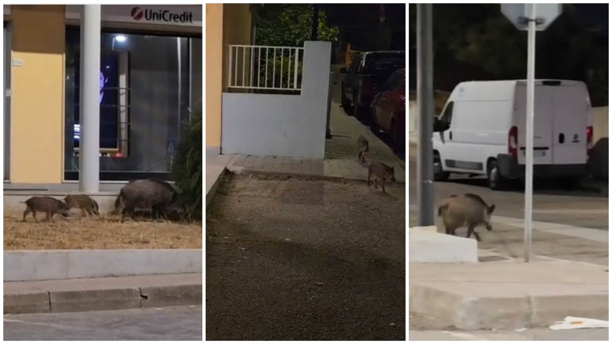 Olbia, anche i cinghiali usano il bancomat