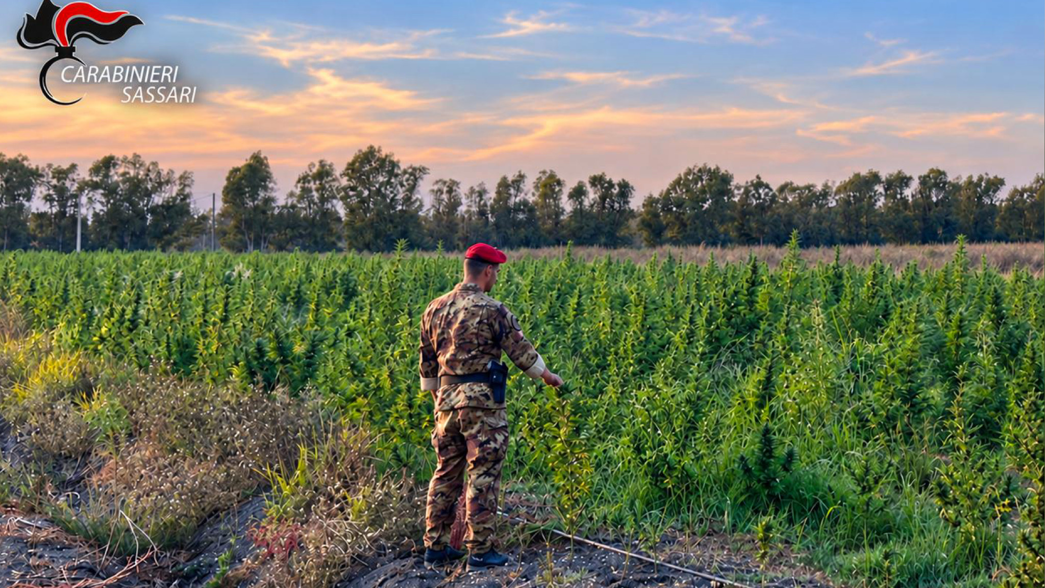 Loiri Porto San Paolo, maxi piantagione di marijuana: 4 arresti