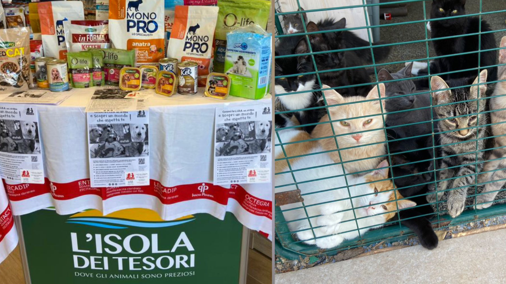 Olbia, una giornata di solidarietà a 4 zampe tra baffi e musetti