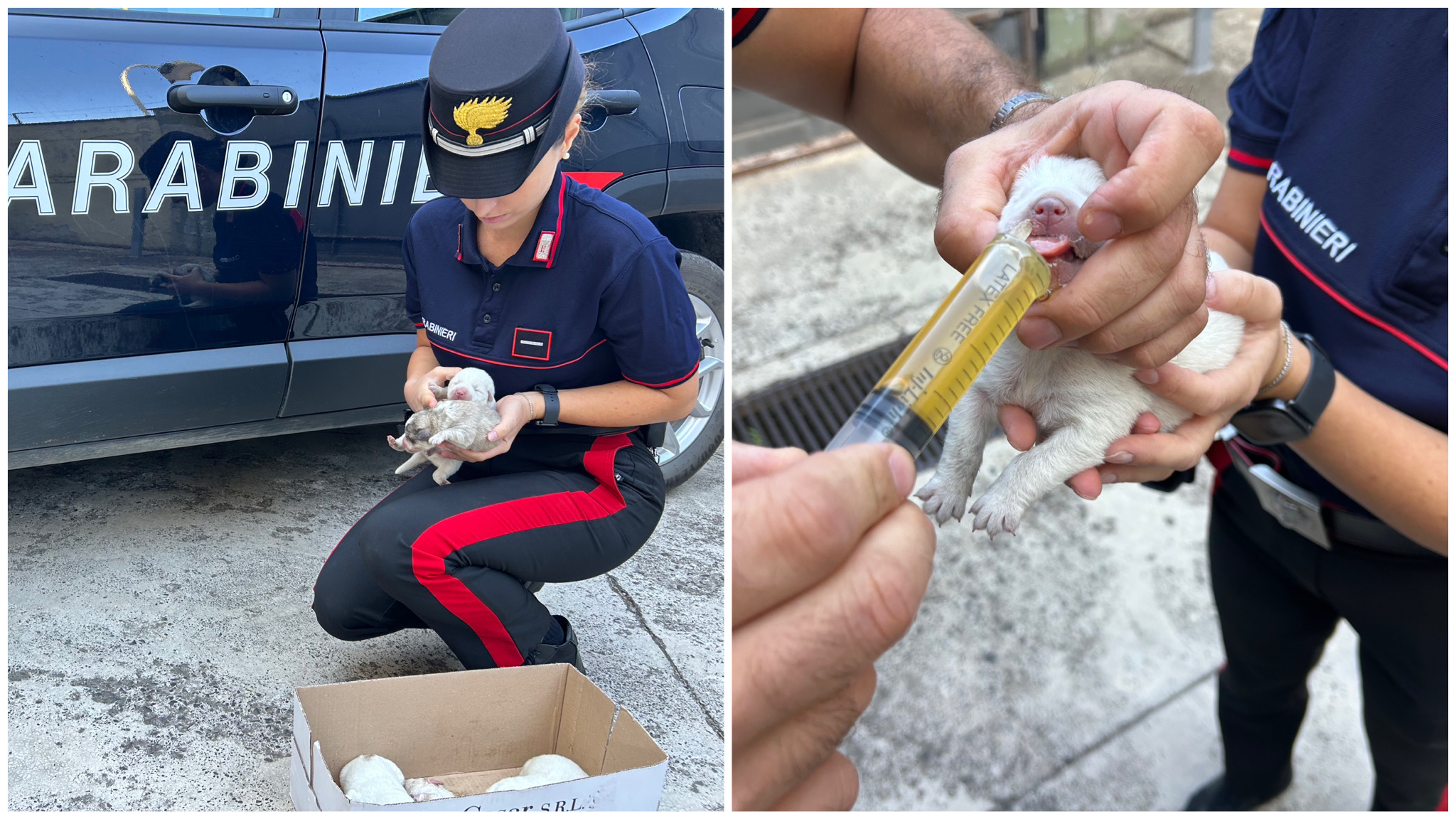 6 Cuccioli abbandonati sulla 131 sono stati salvati dai Carabinieri