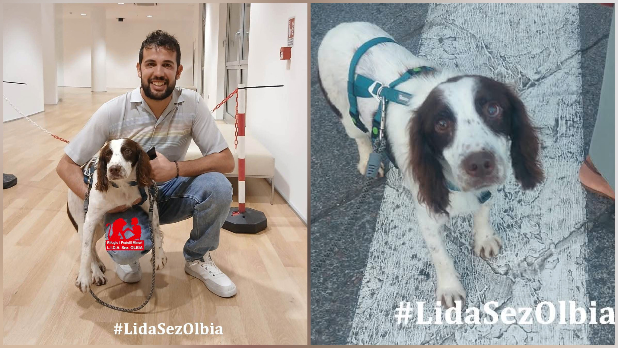 Olbia, il cane Garçon dal rifugio della Lida al set con Adam Sandler