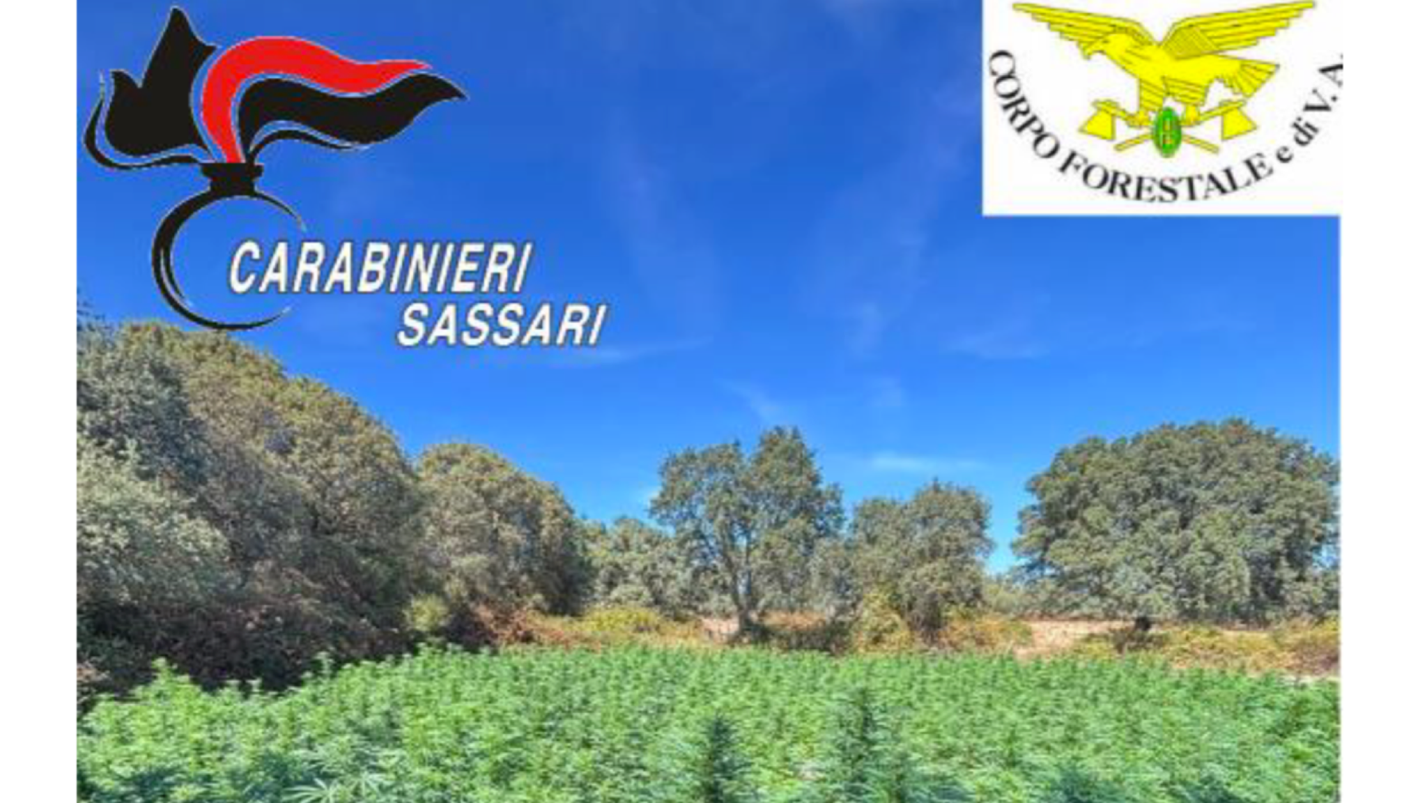 Scoperta una maxi piantagione tra Luras e Luogosanto