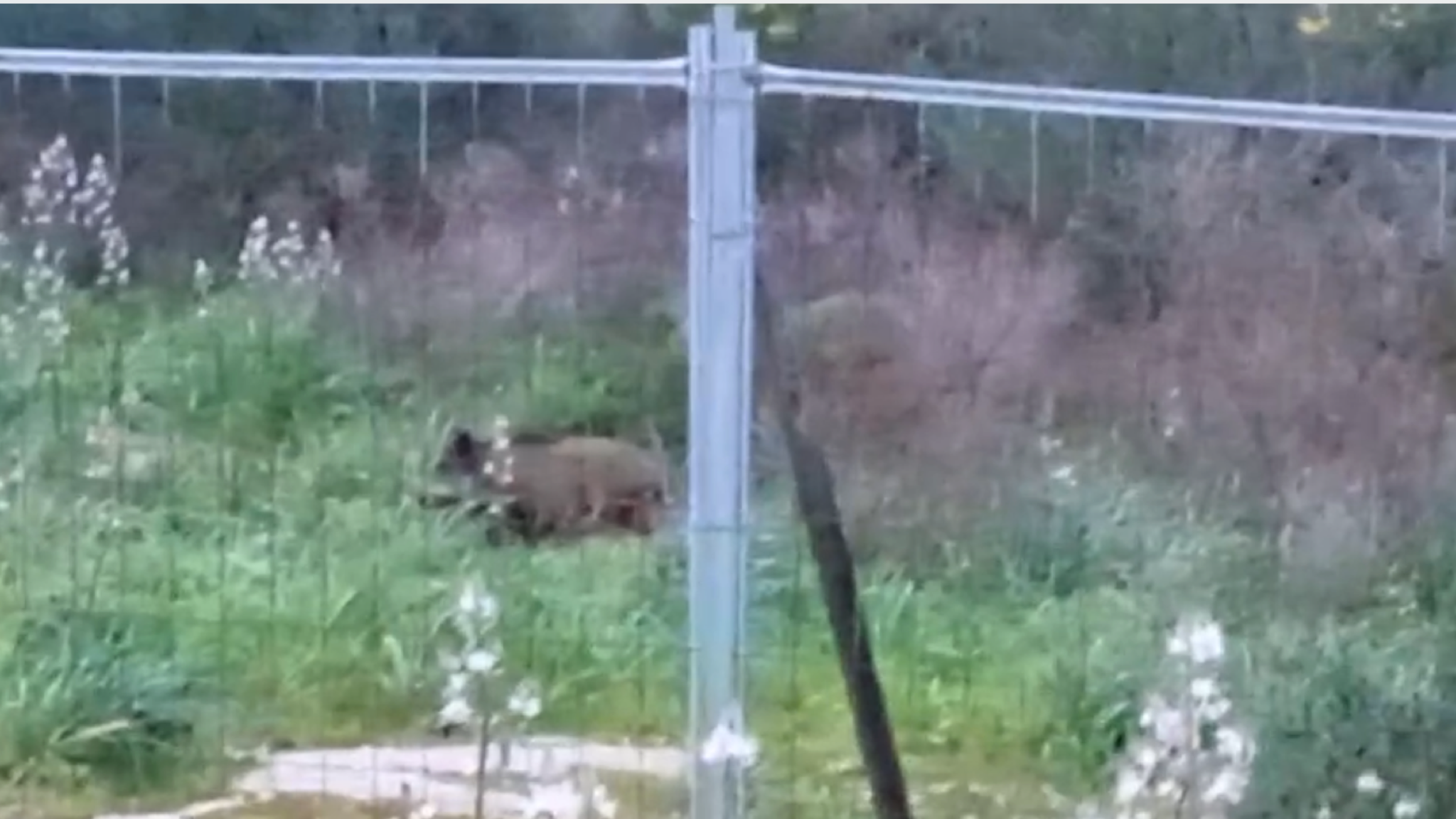 Olbia, cinghiali alla riscossa al CAM: si attende l’intervento con il piano di contenimento