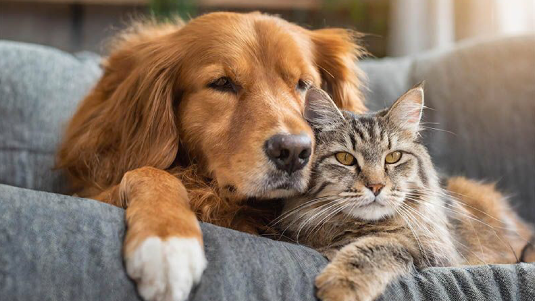 Padru, fronte unico e compatto di condanna per gli avvelenamenti dei gatti 