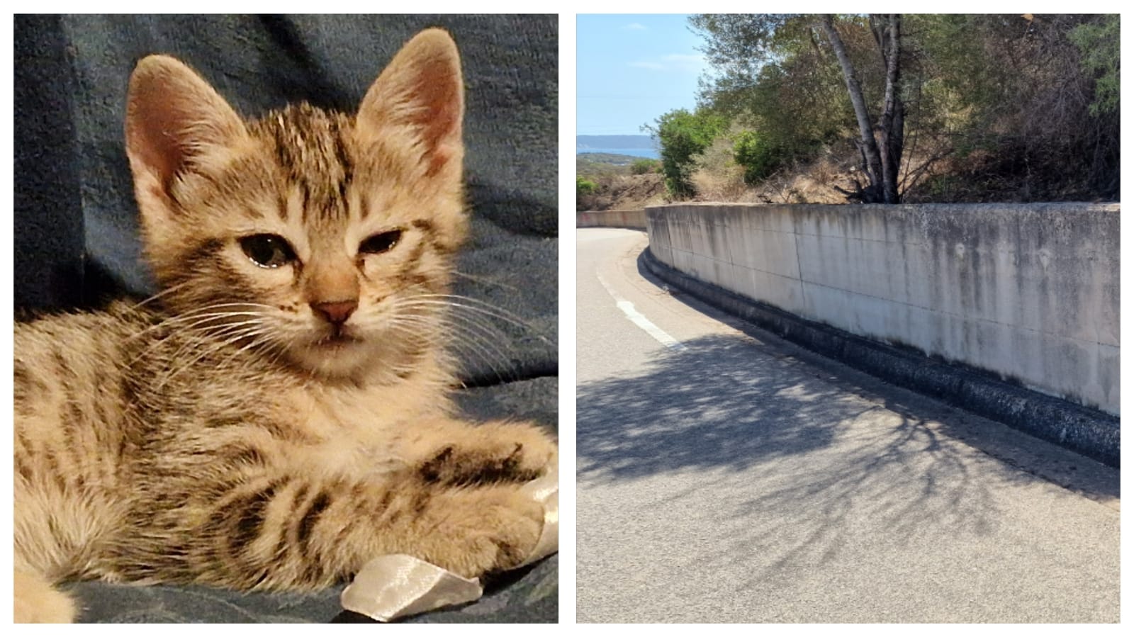 Olbia, ecco Kaká: condannata a morire investita dalle auto