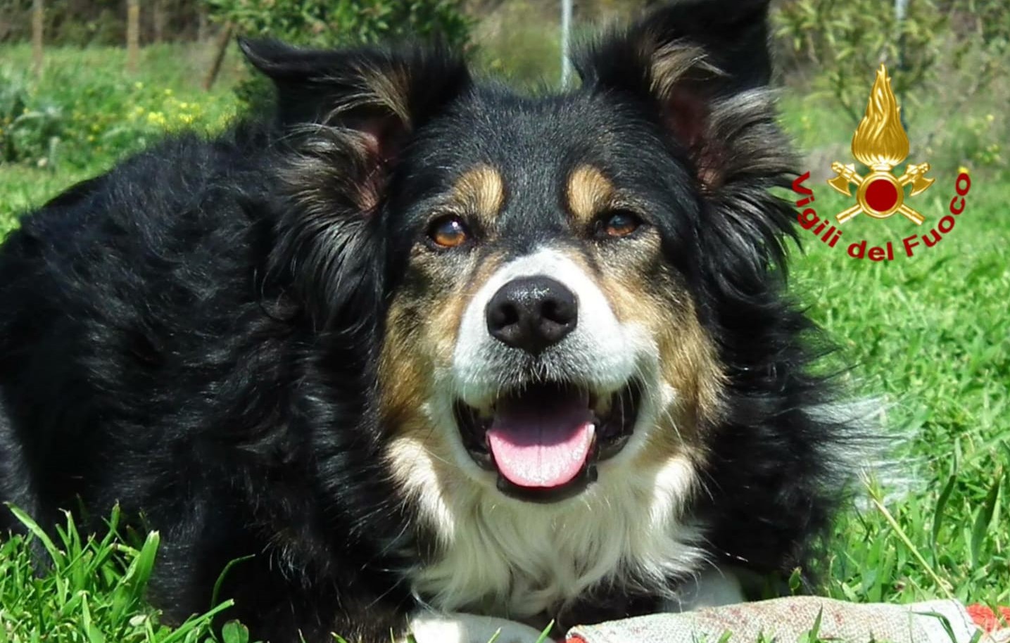   Il Corpo Nazionale dei Vigili Del Fuoco dice addio al cane Kira