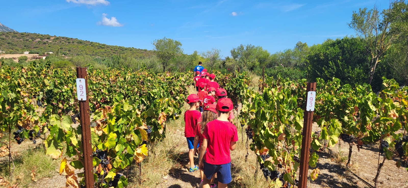 Olbia, piccoli vendemmiatori tra i filari: la natura diventa maestra