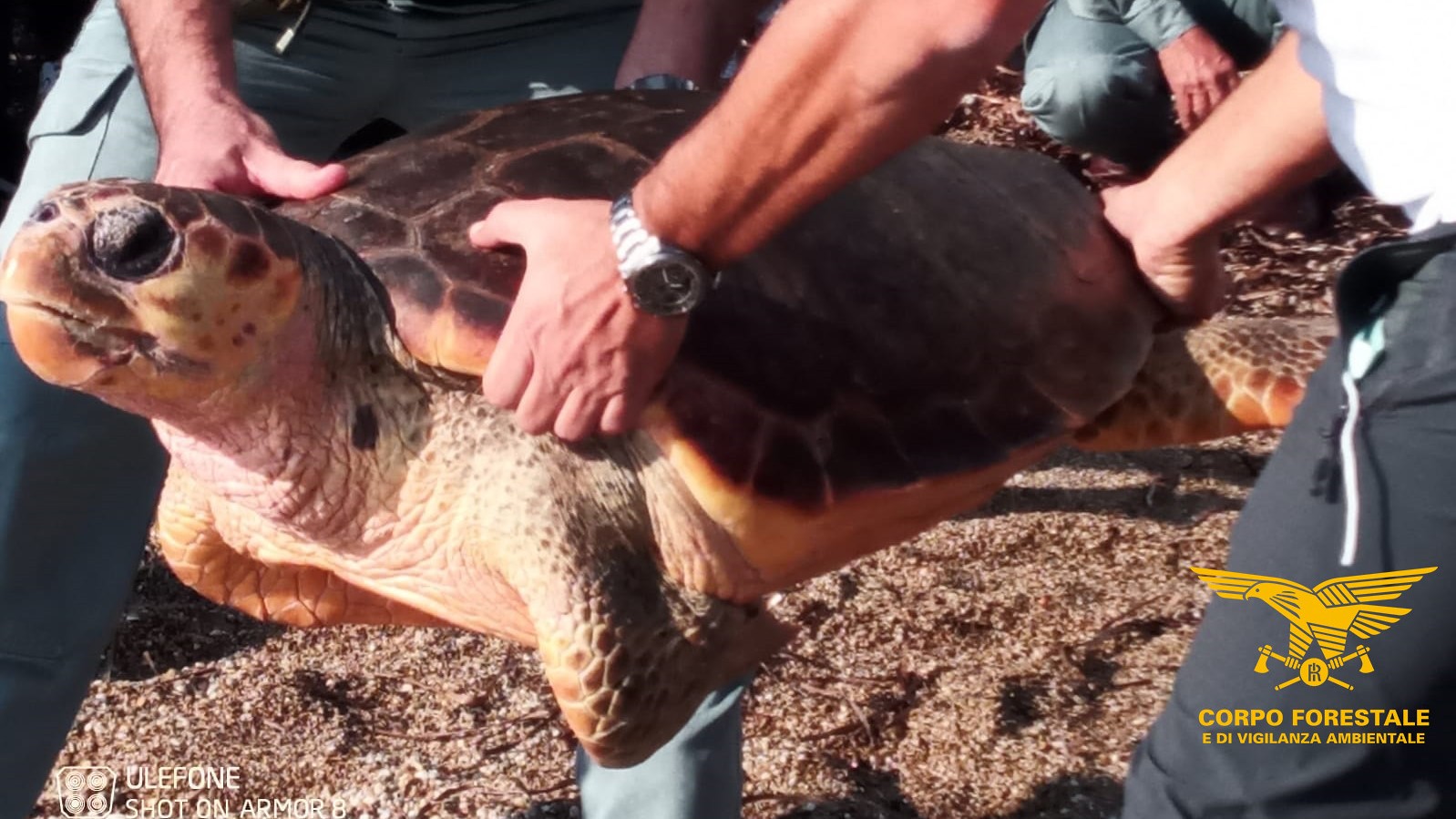 Leonessa è libera: evento speciale per la liberazione di una tartaruga marina